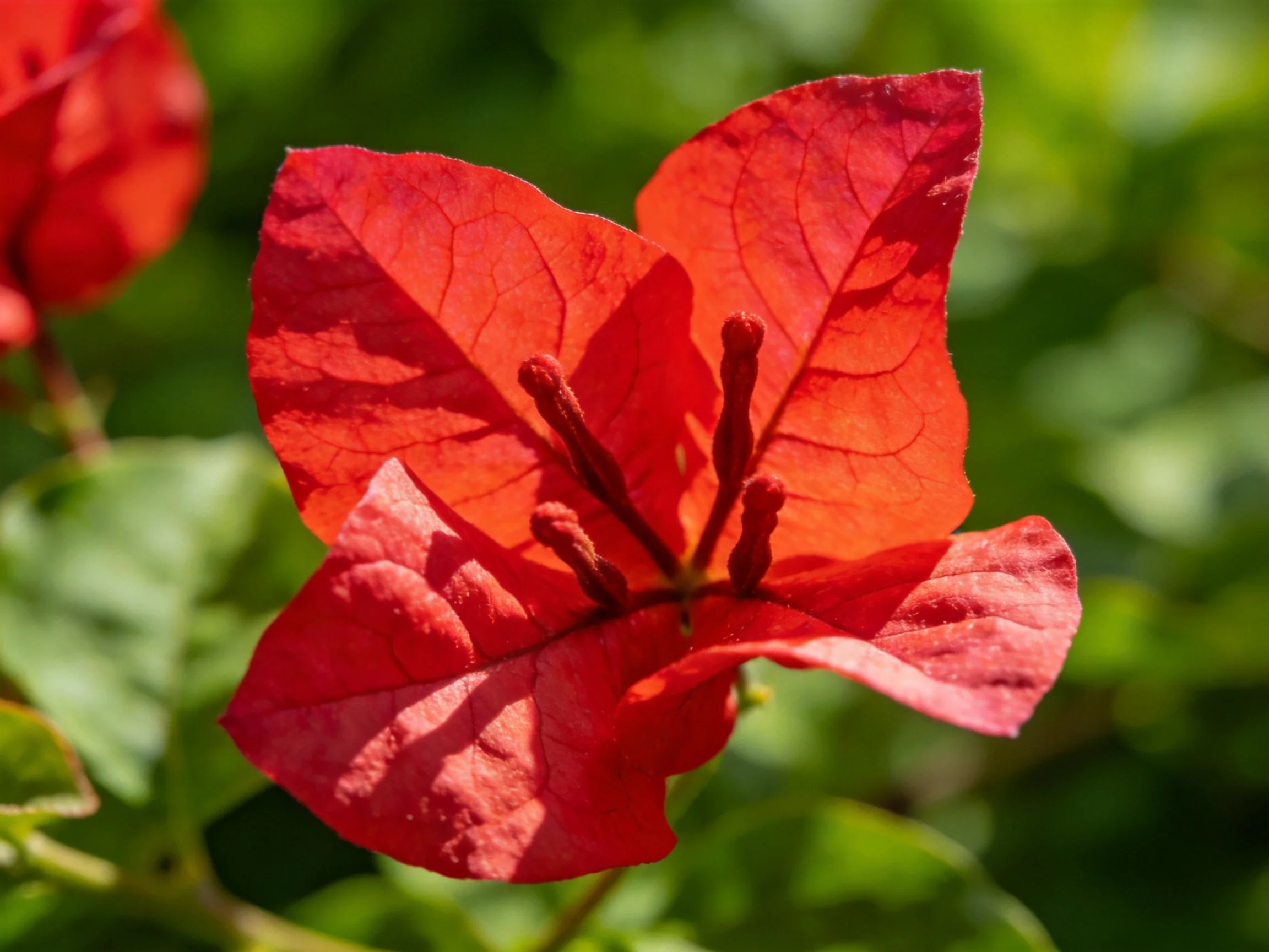 Vibrant red bracts encircle dark stamens on a blooming flower