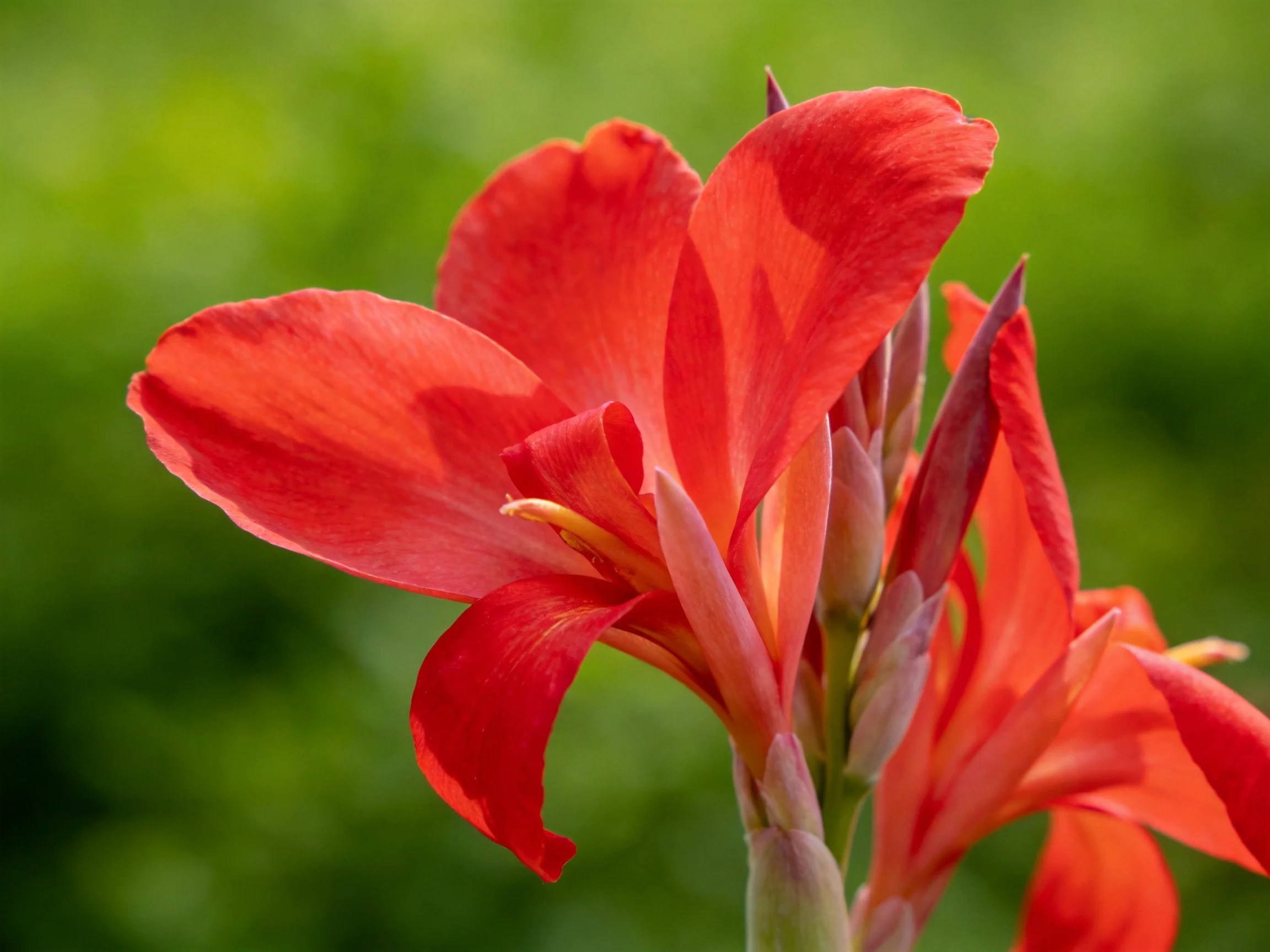 Vibrant red canna lily blooms against a soft green backdrop