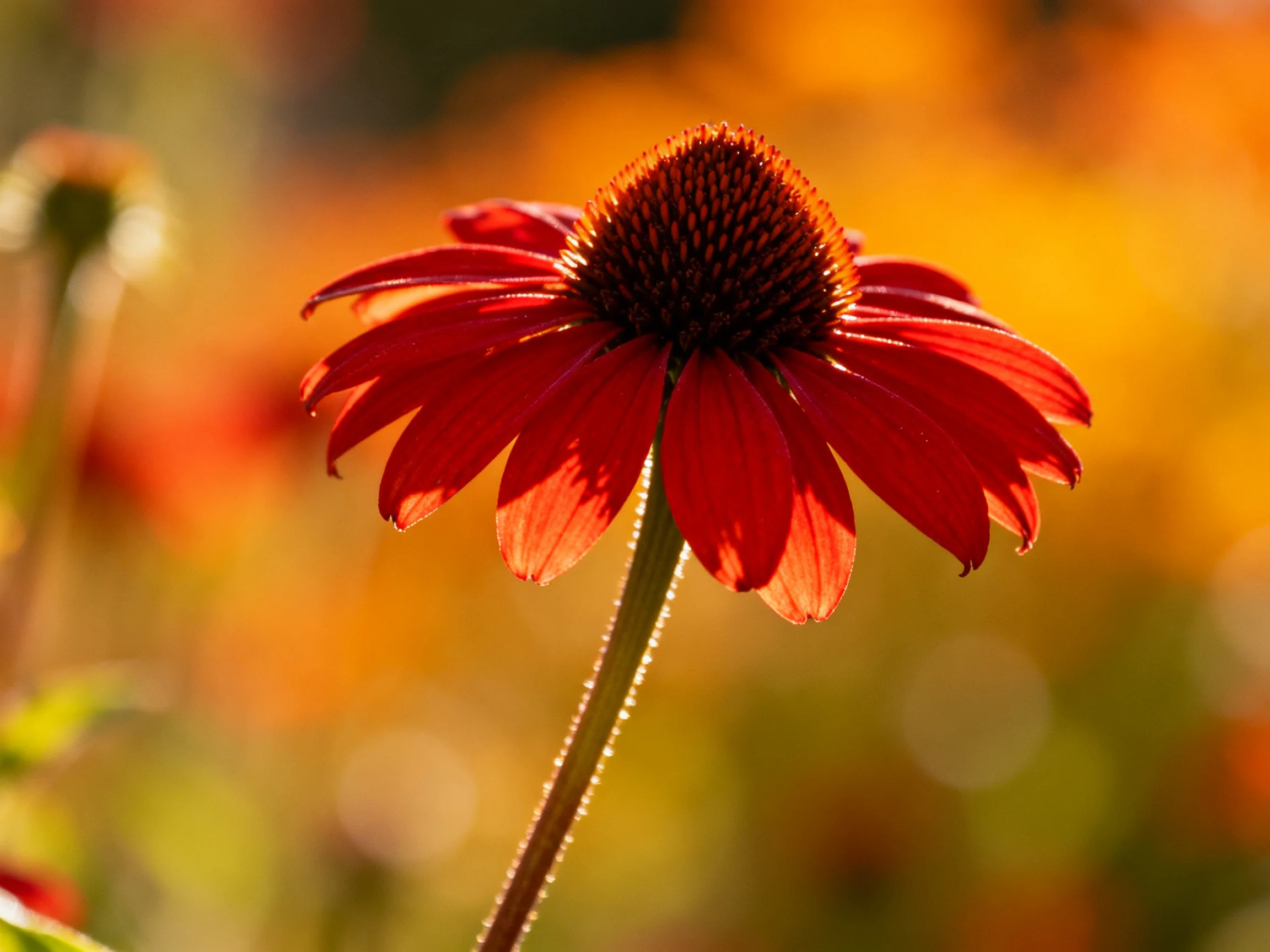 Vibrant red coneflower with spiky brown center amid golden bokeh