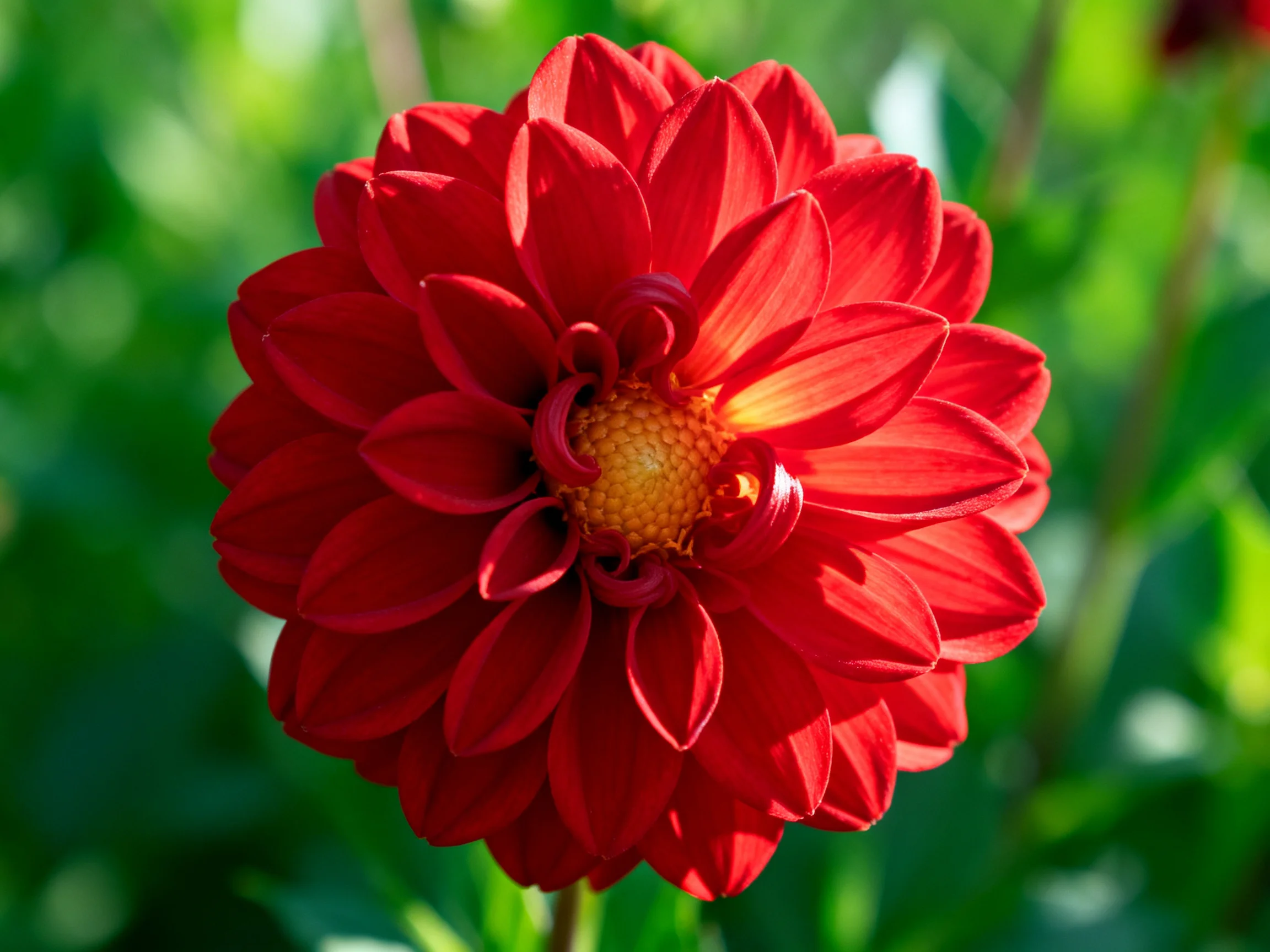 Vibrant red dahlia with layered petals and golden center