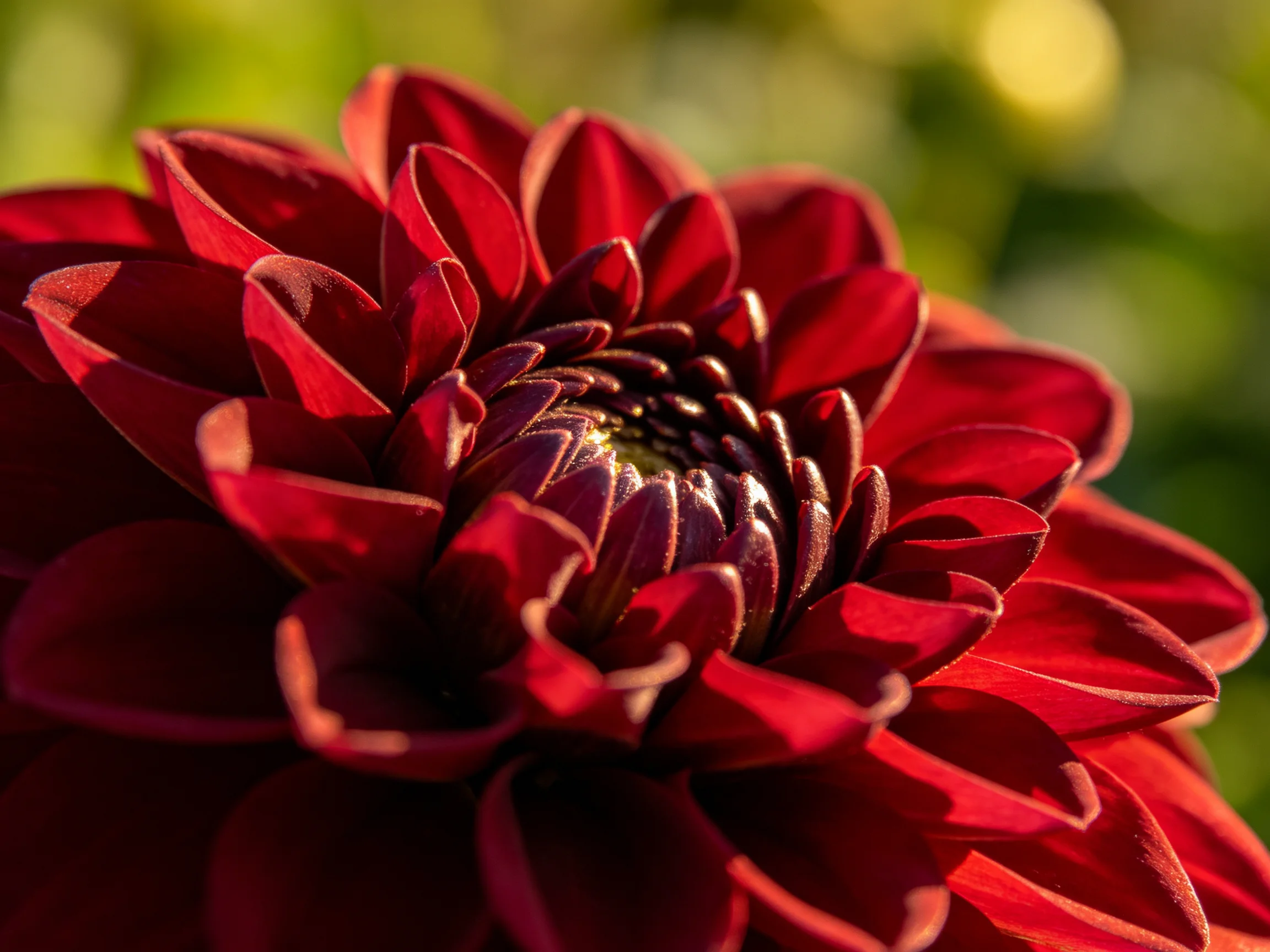 Vibrant red dahlia with layered petals in natural light