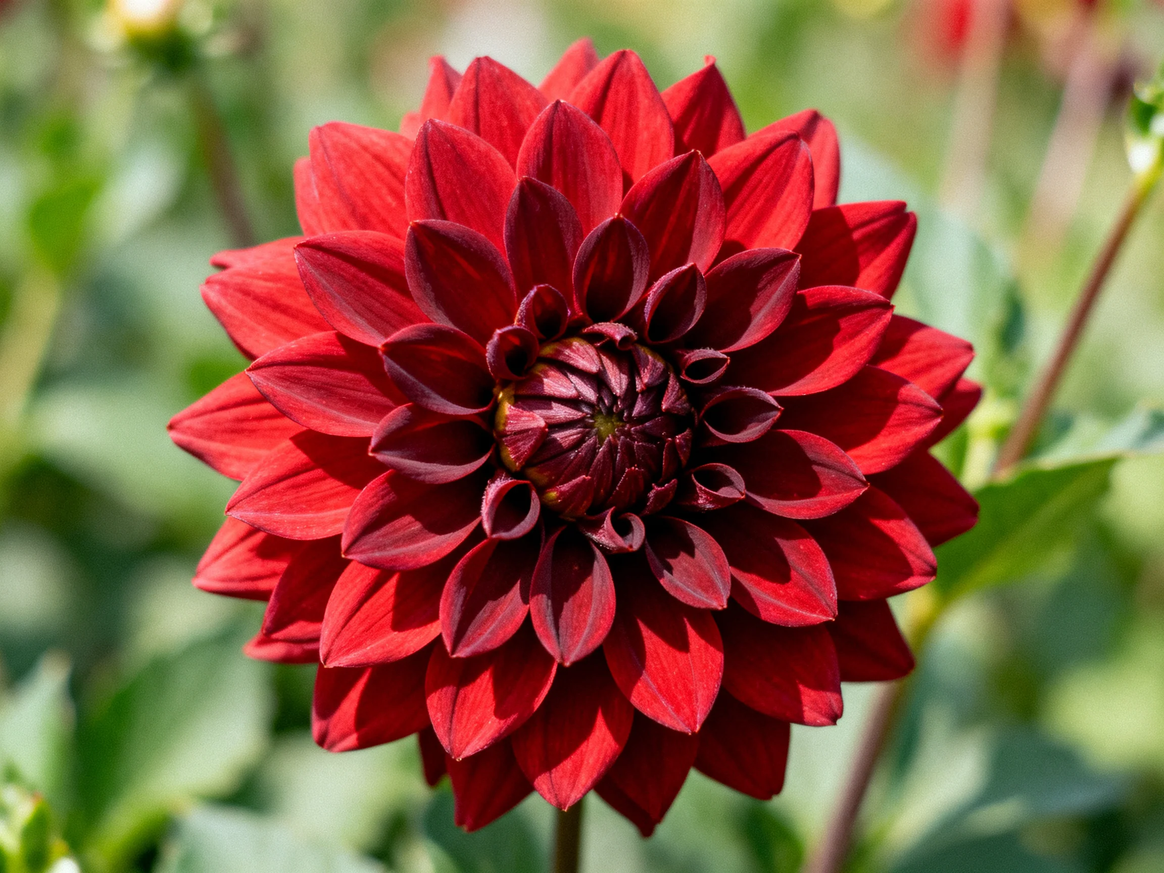 Vibrant red dahlia with layered petals in natural setting