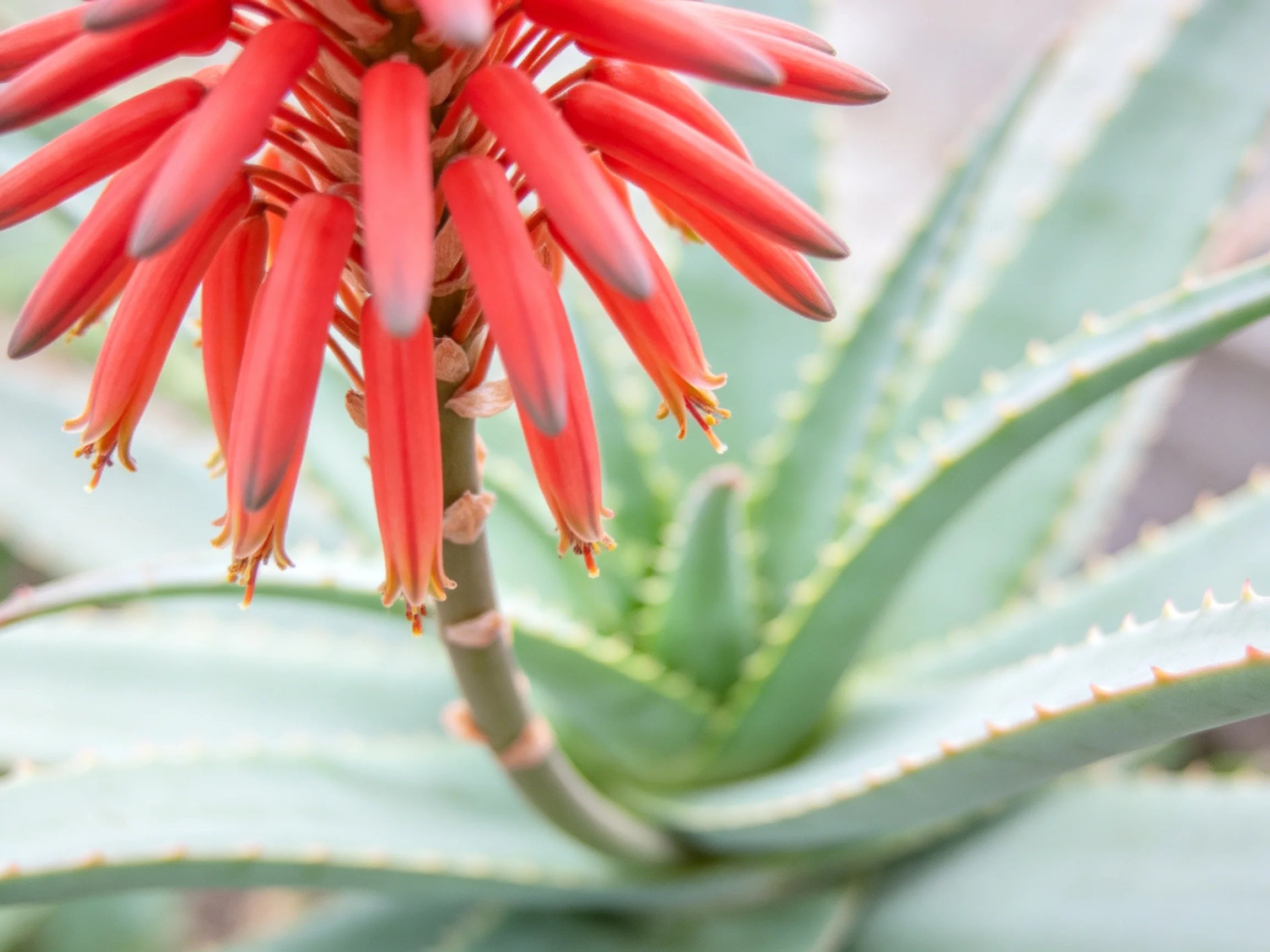 Vibrant red flower cluster atop a spiky green aloe plant