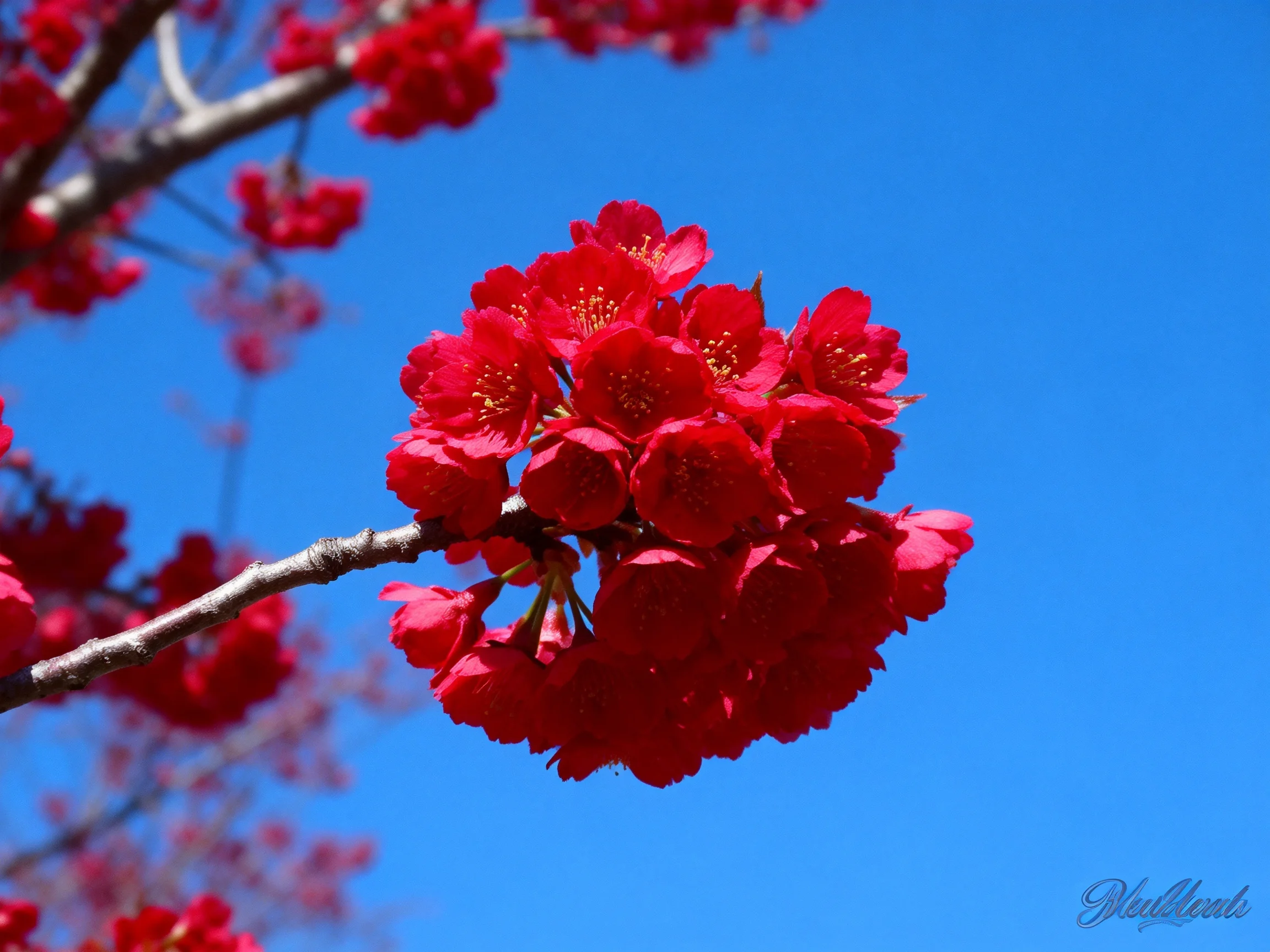 Vibrant red flower clusters bloom on branches against a clear blue sky