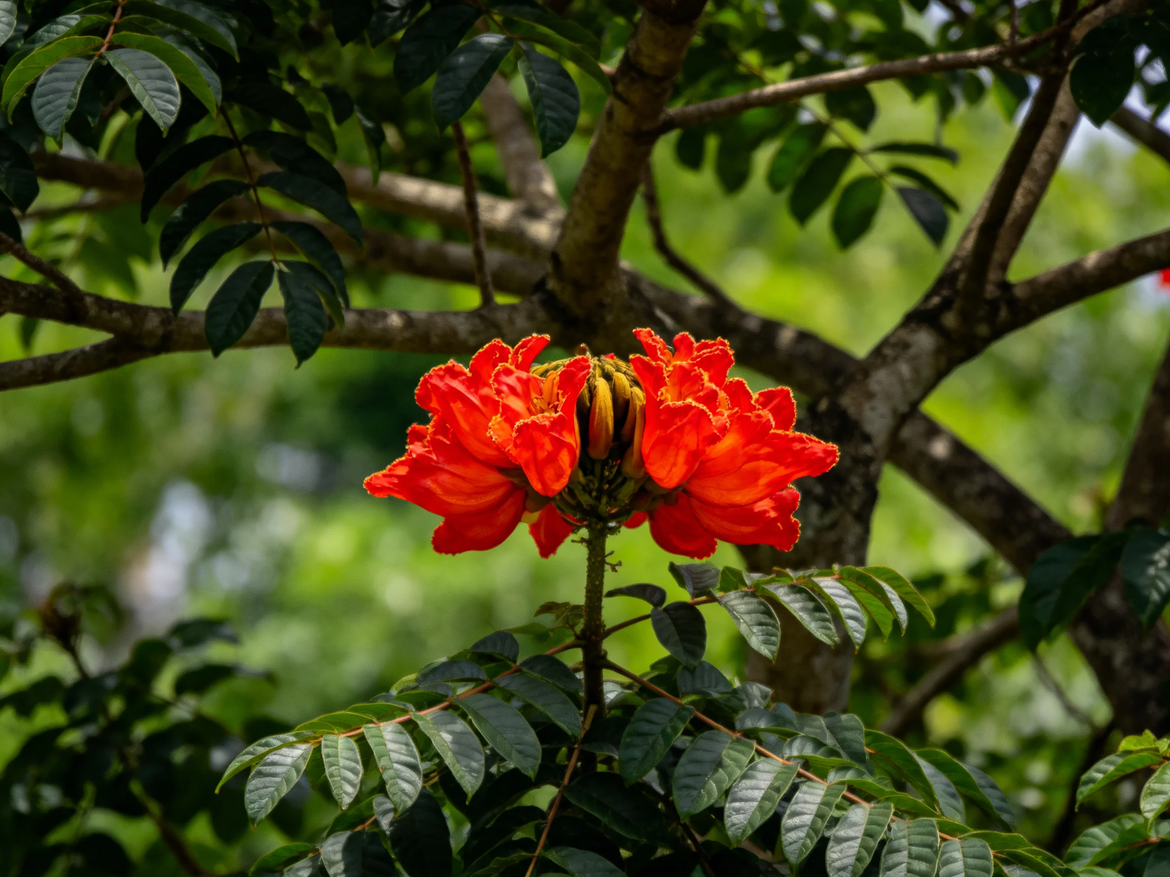 Vibrant red flowers bloom amid dark brown tree branches and lush green foliage