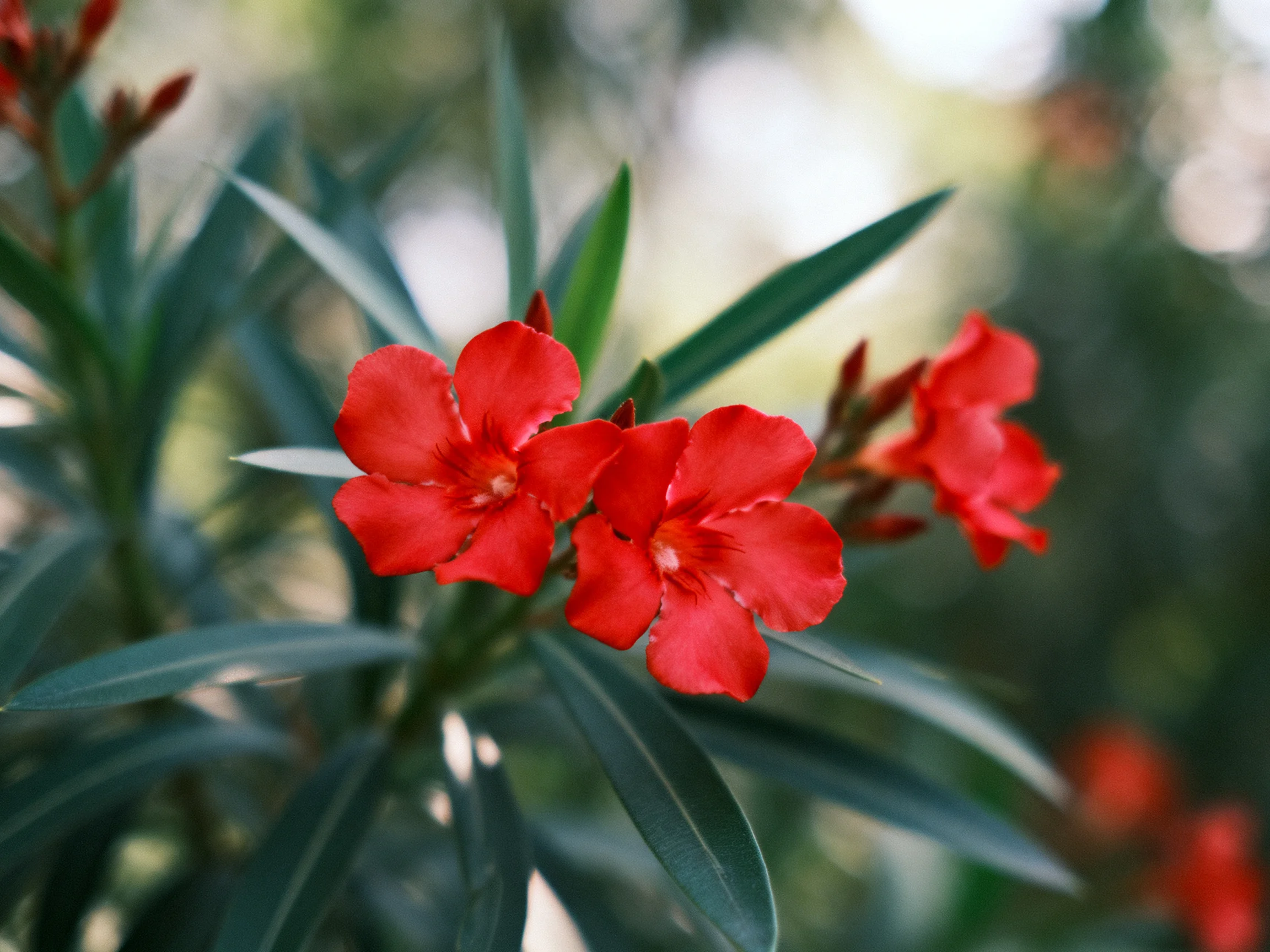 Vibrant red flowers bloom amid long, dark green foliage