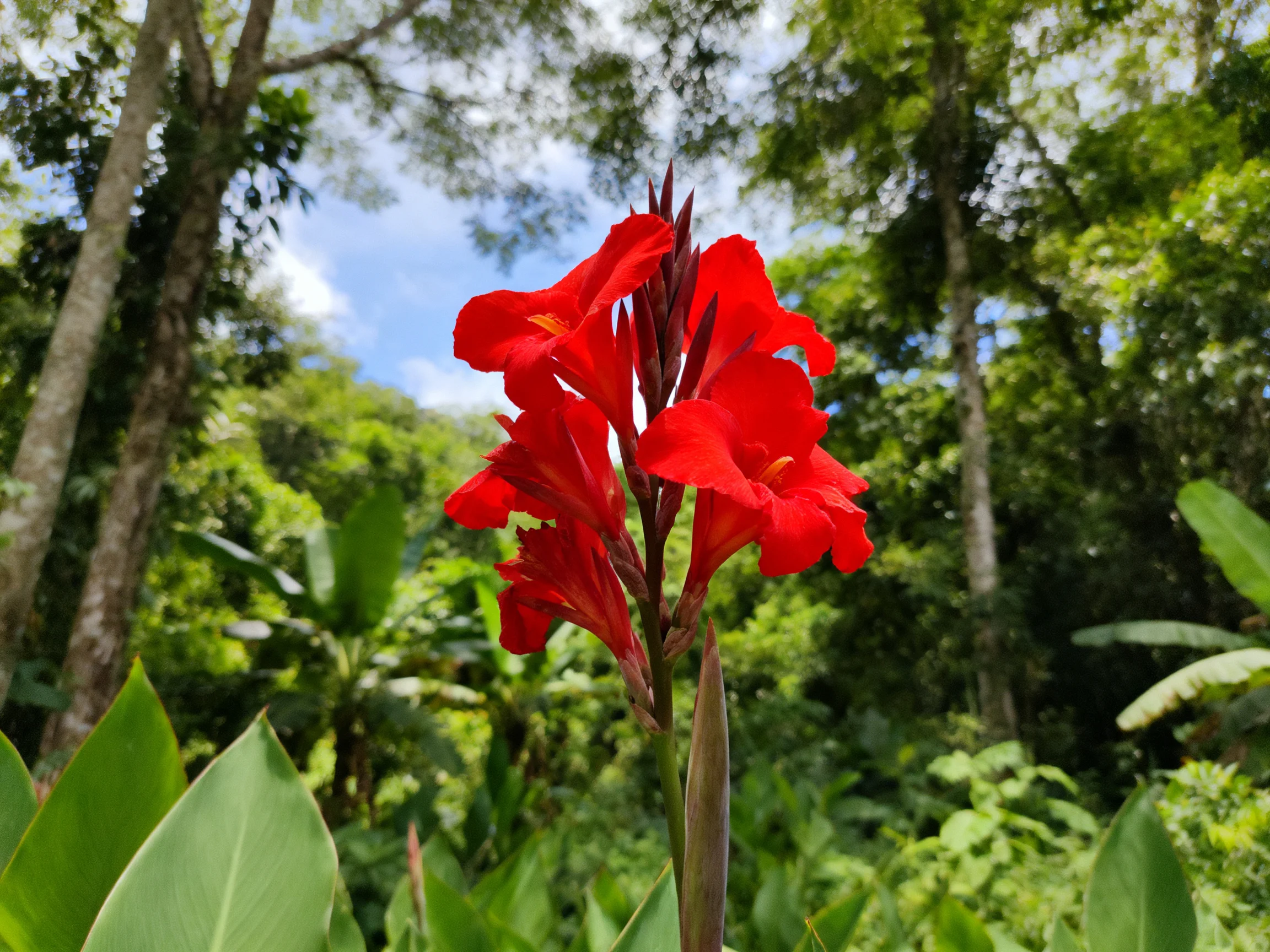 Vibrant red flowers bloom amid lush green jungle vegetation