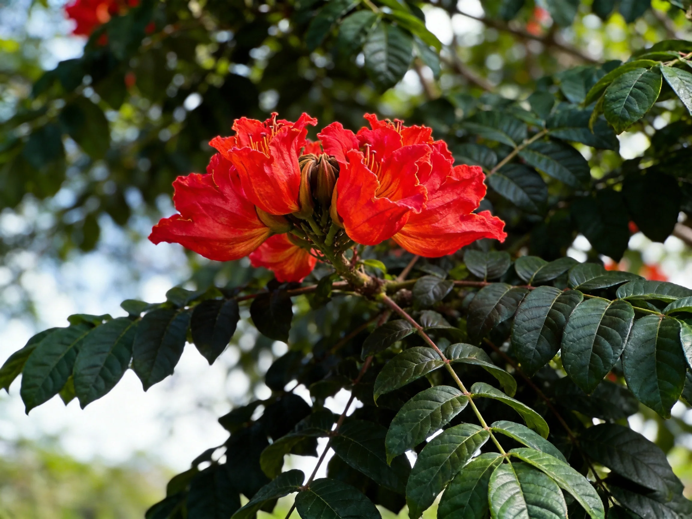 Vibrant red flowers bloom among glossy green foliage