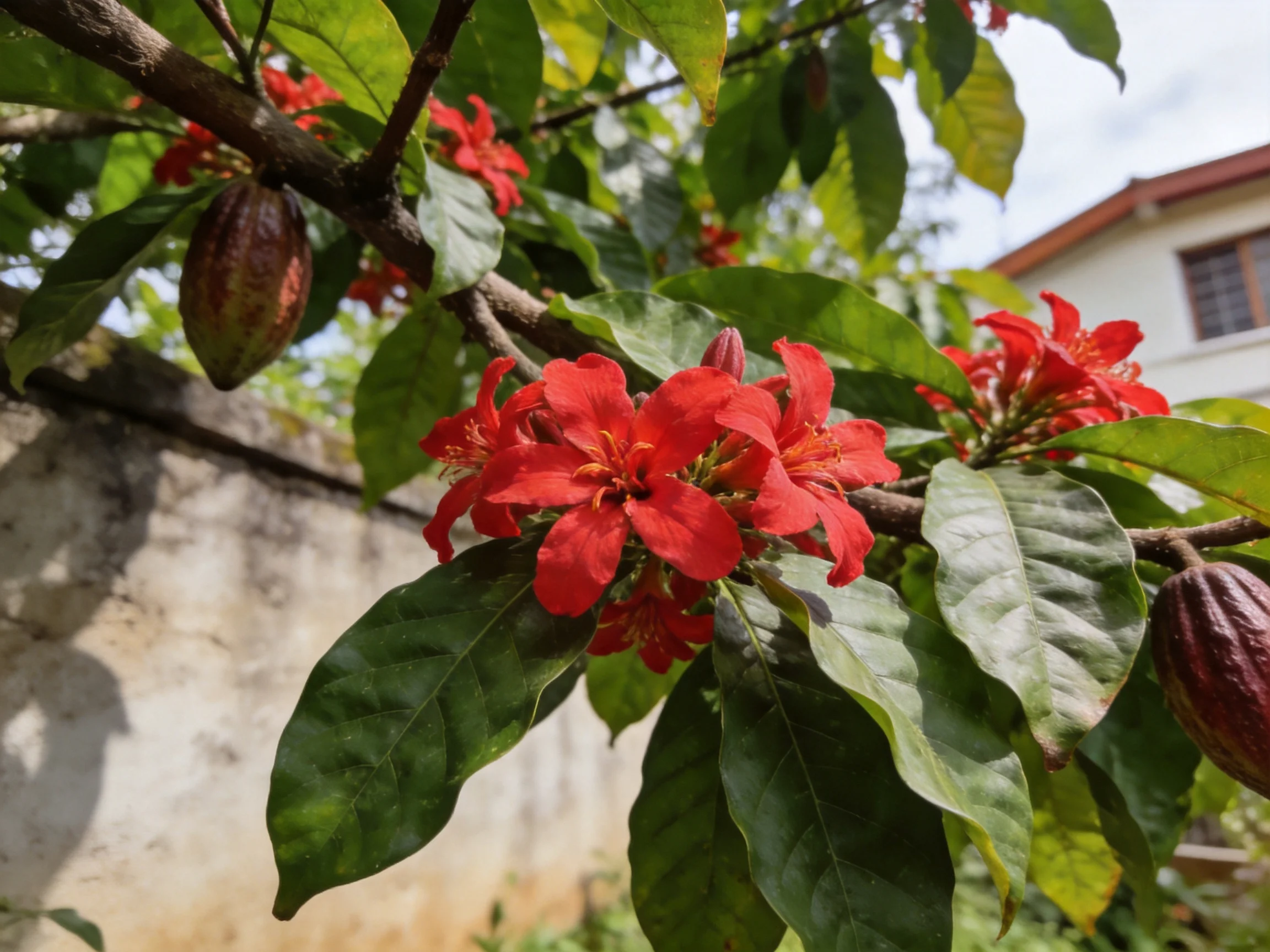 Vibrant red flowers bloom among large green leaves near cocoa pods