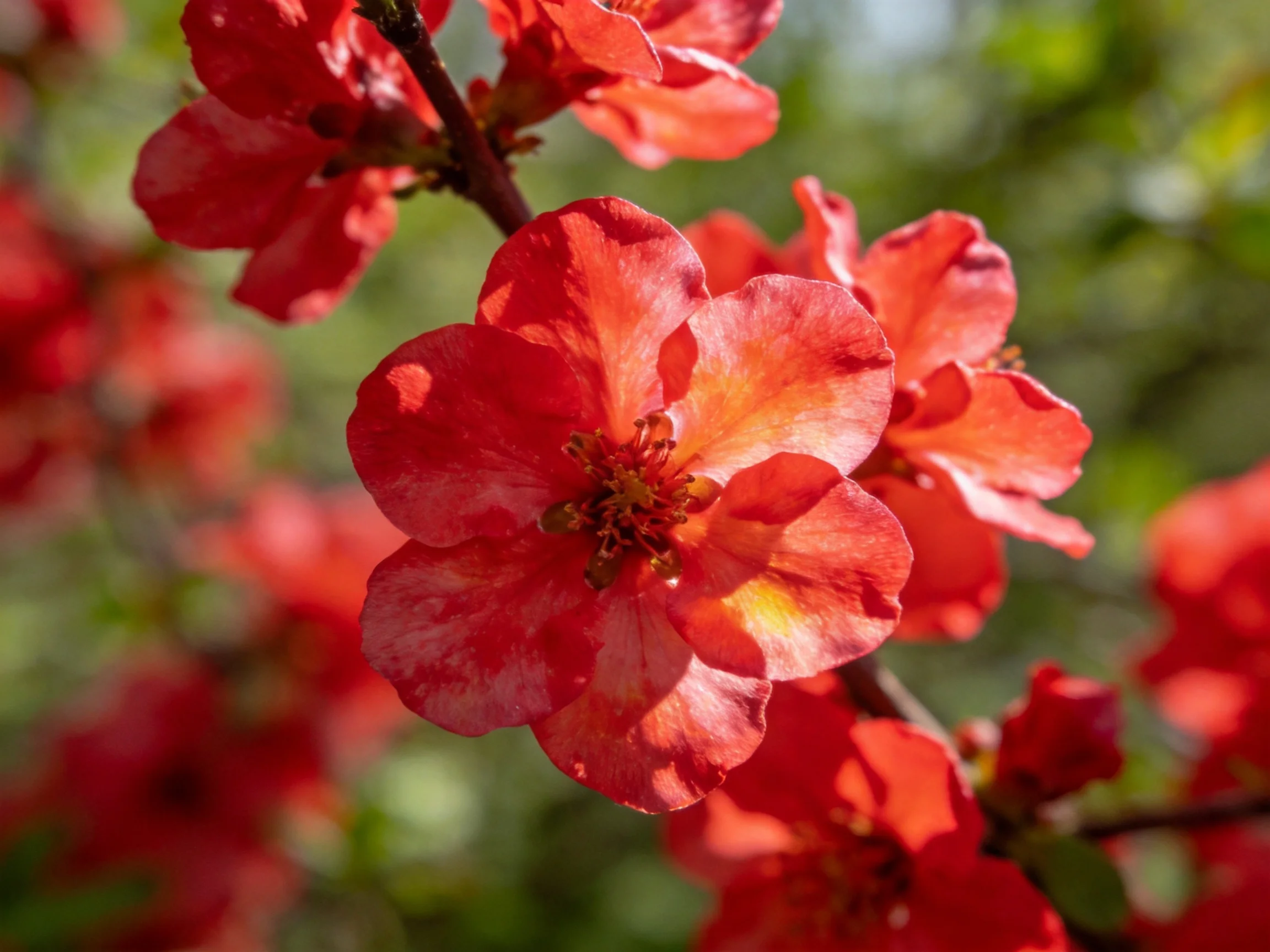 Vibrant red flowers bloom on dark branches with soft green backdrop