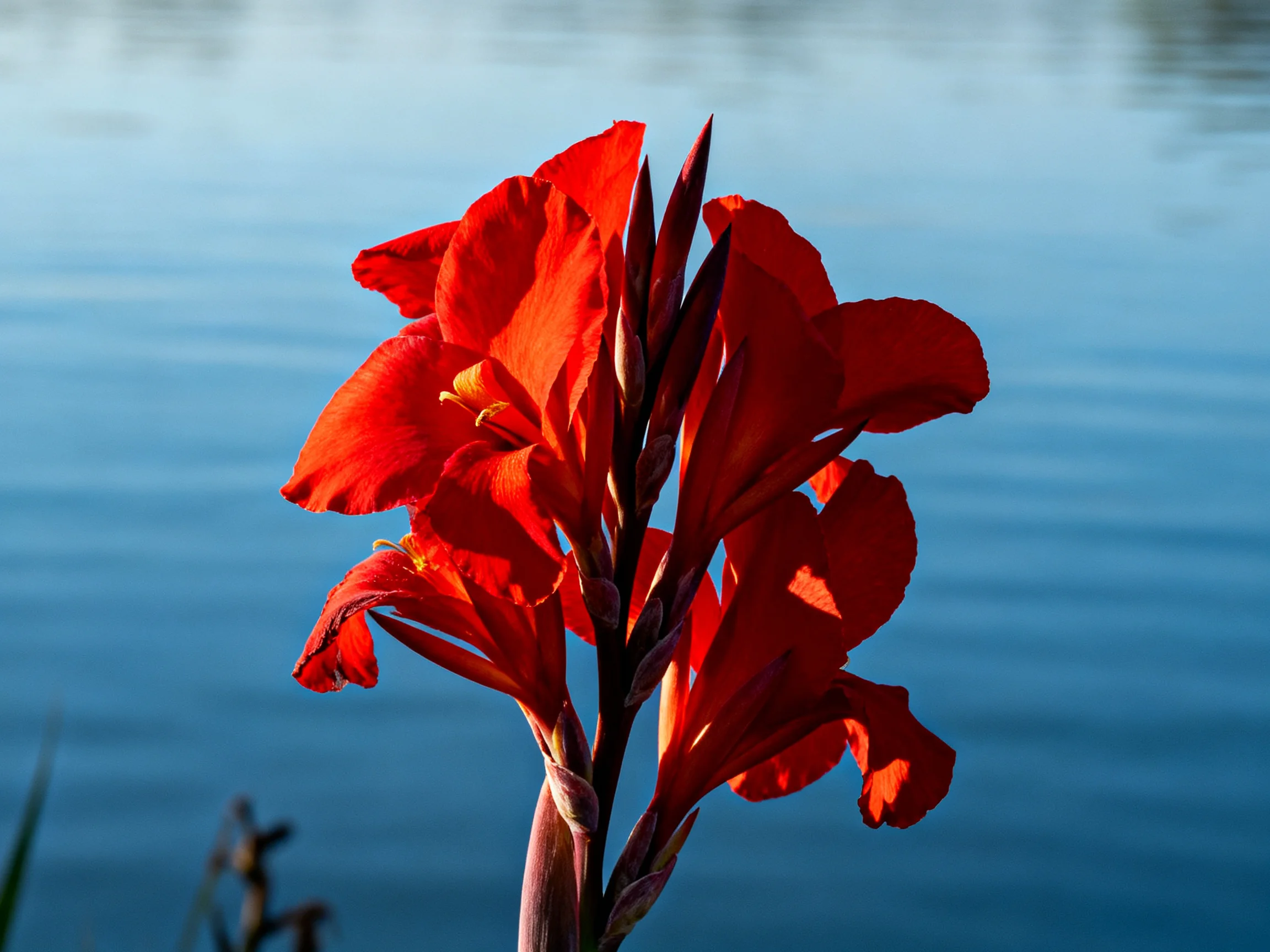 Vibrant red flowers cluster beside calm blue water