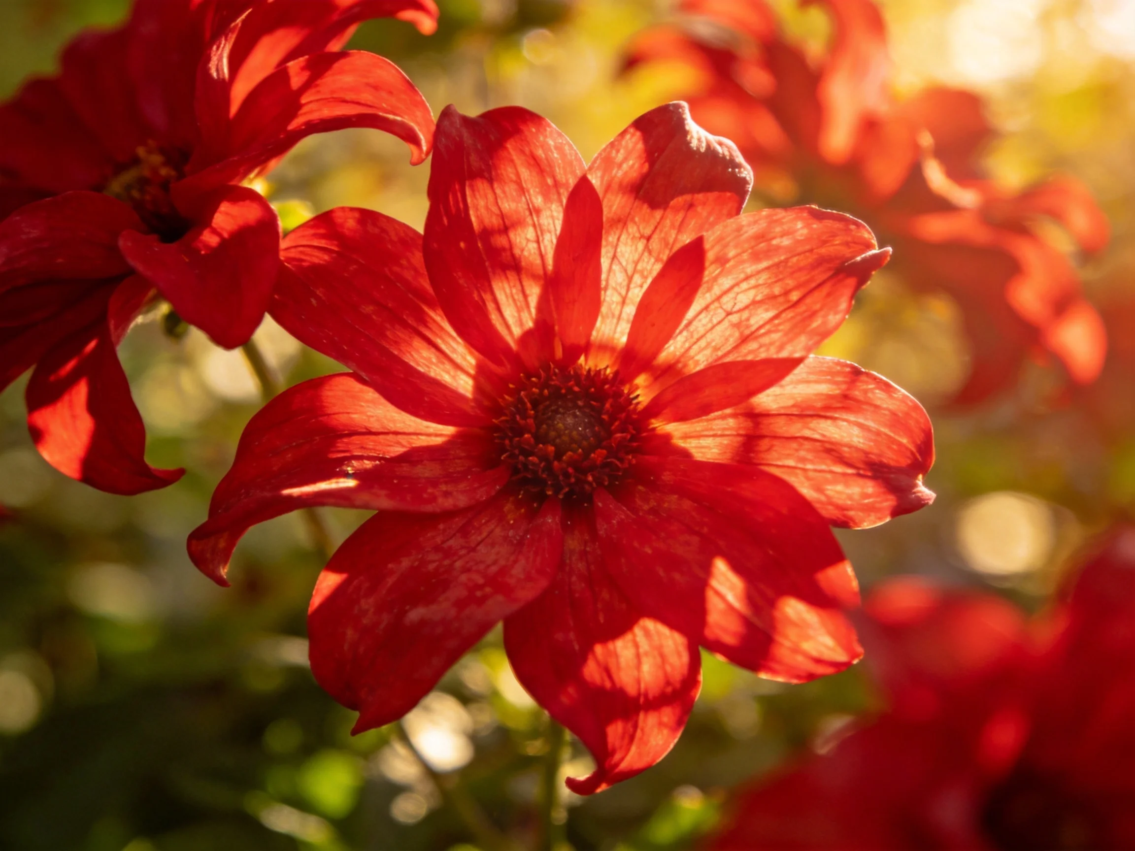 Vibrant red flowers illuminated by warm sunlight with soft bokeh background