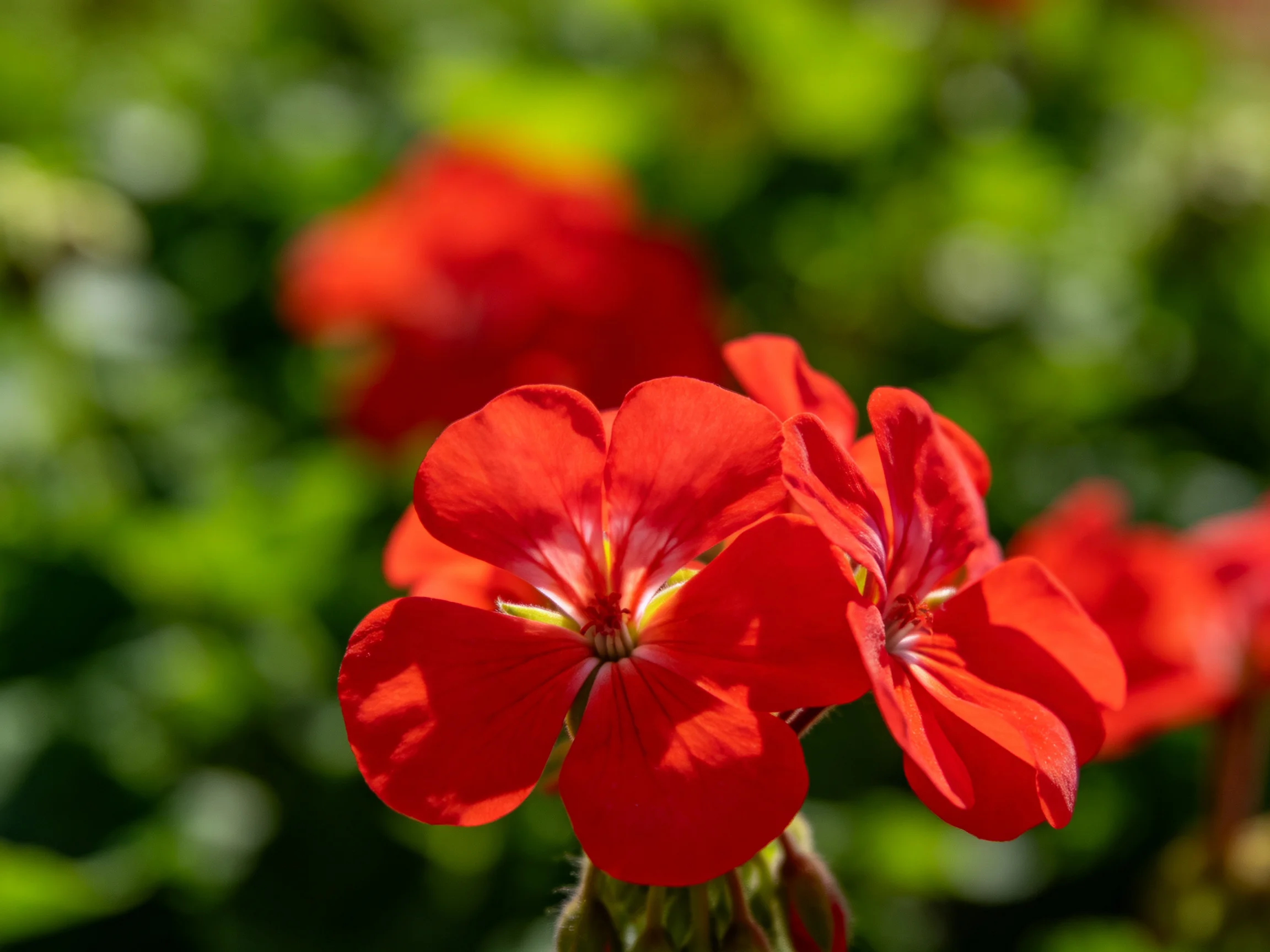 Vibrant red geranium blooms against lush green foliage