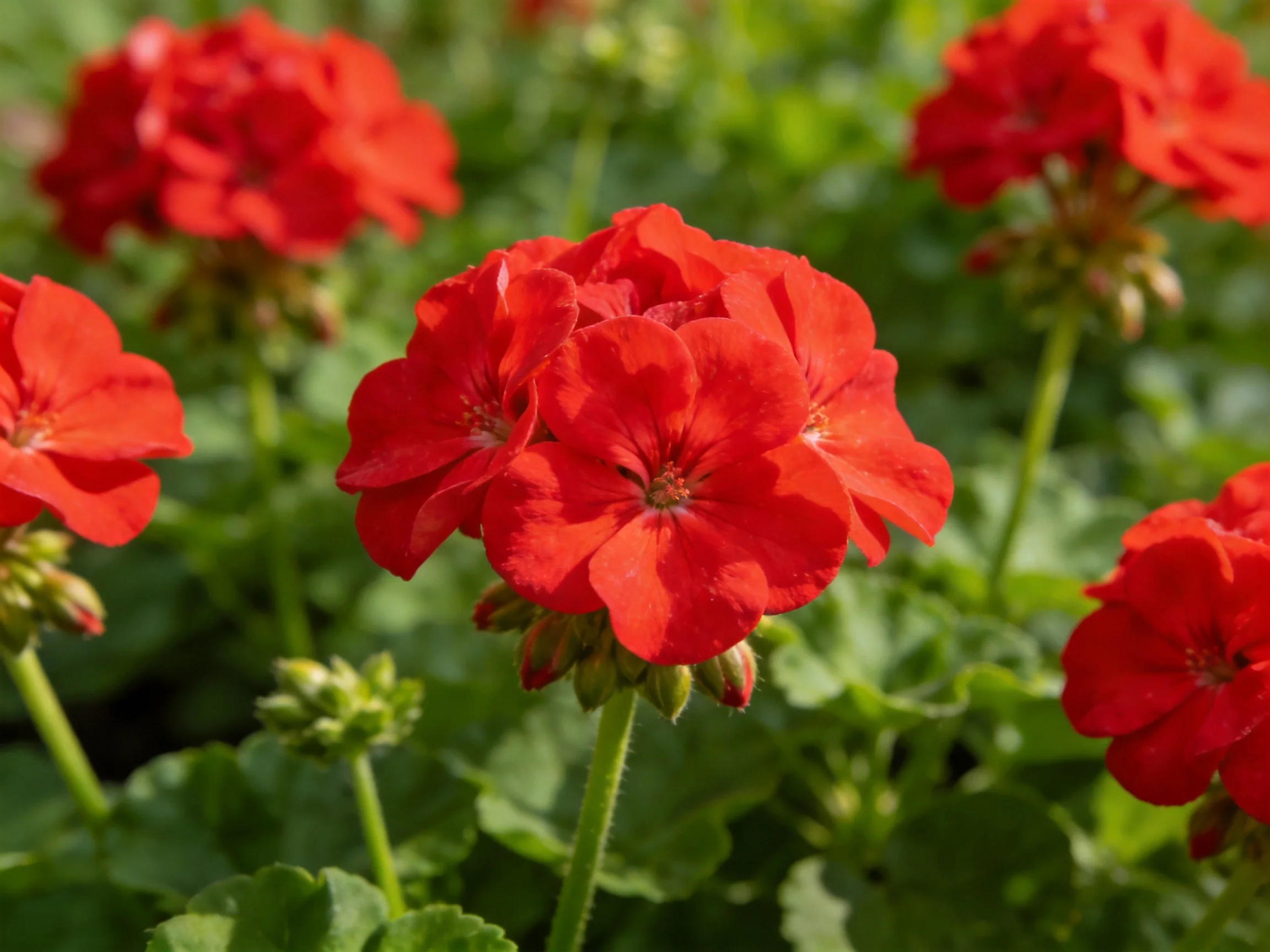 Vibrant red geranium blooms amid lush green foliage