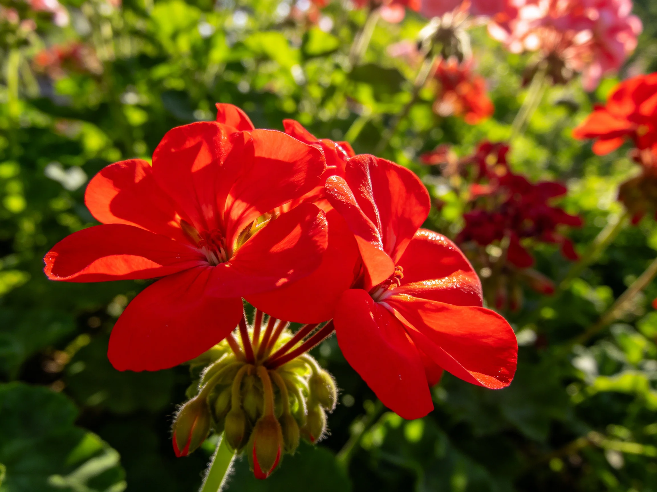 Vibrant red geranium blooms amid lush green foliage