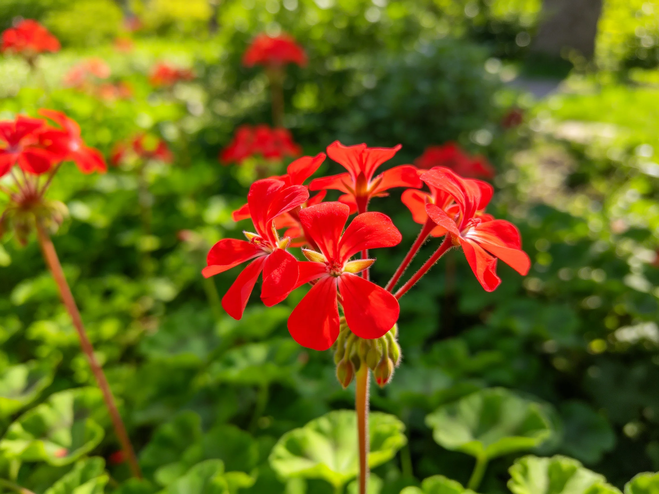 Vibrant red geranium blooms amid lush green foliage