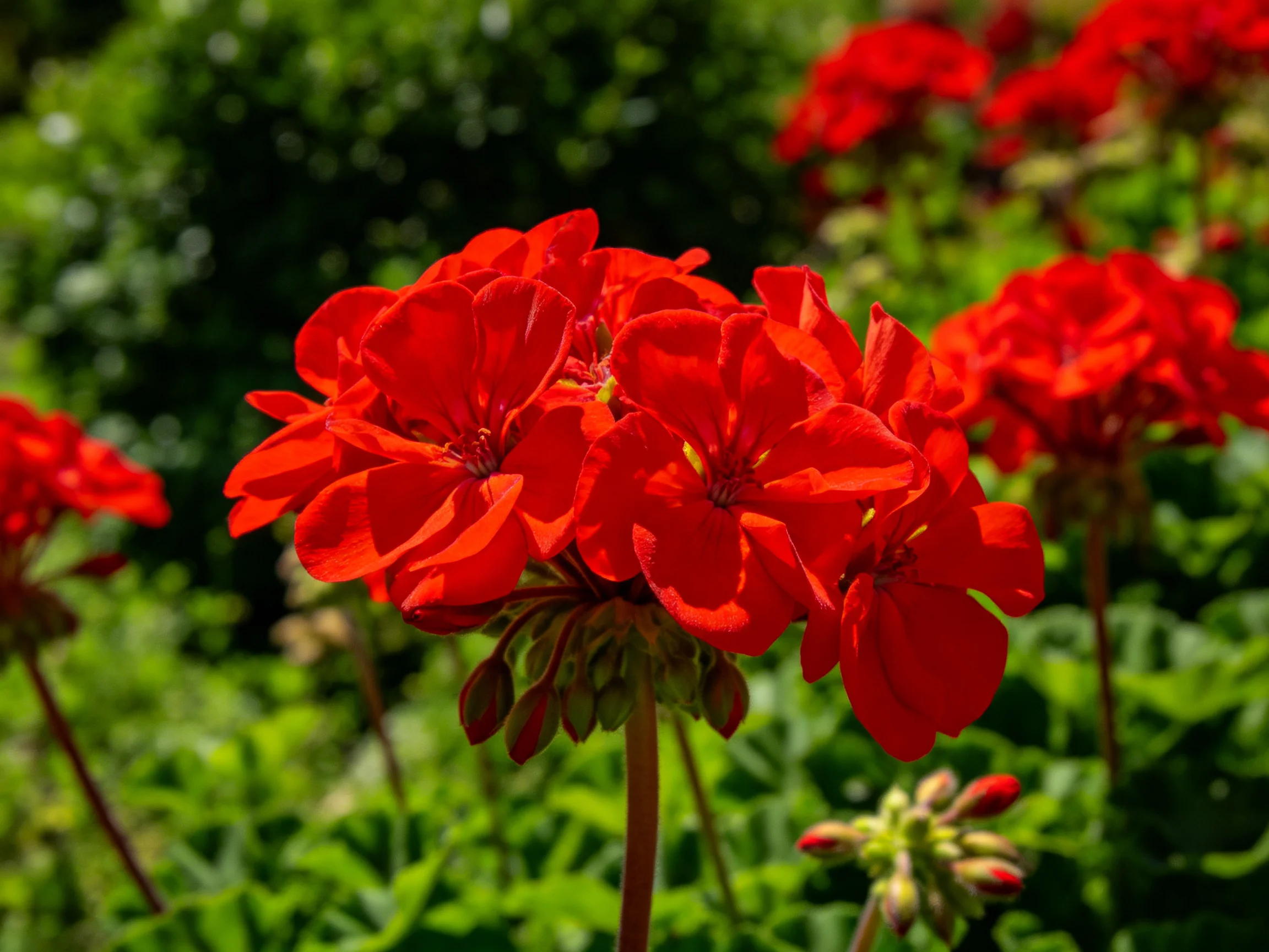 Vibrant red geranium blooms amid lush green foliage