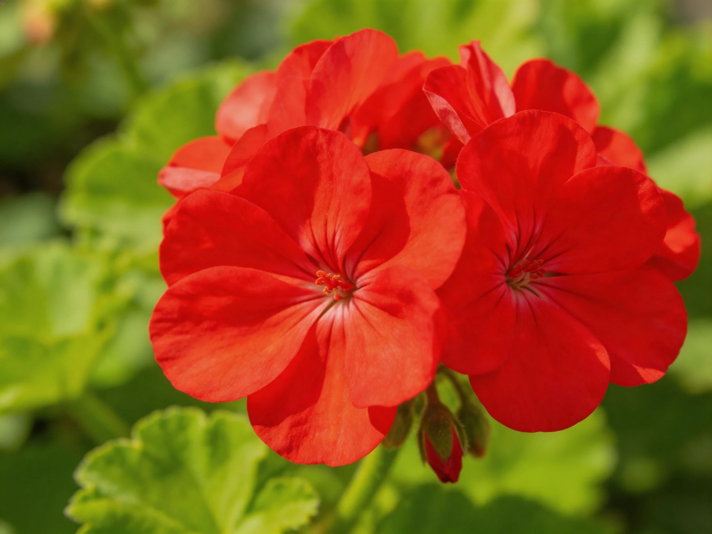 Vibrant red geranium blooms with lush green foliage