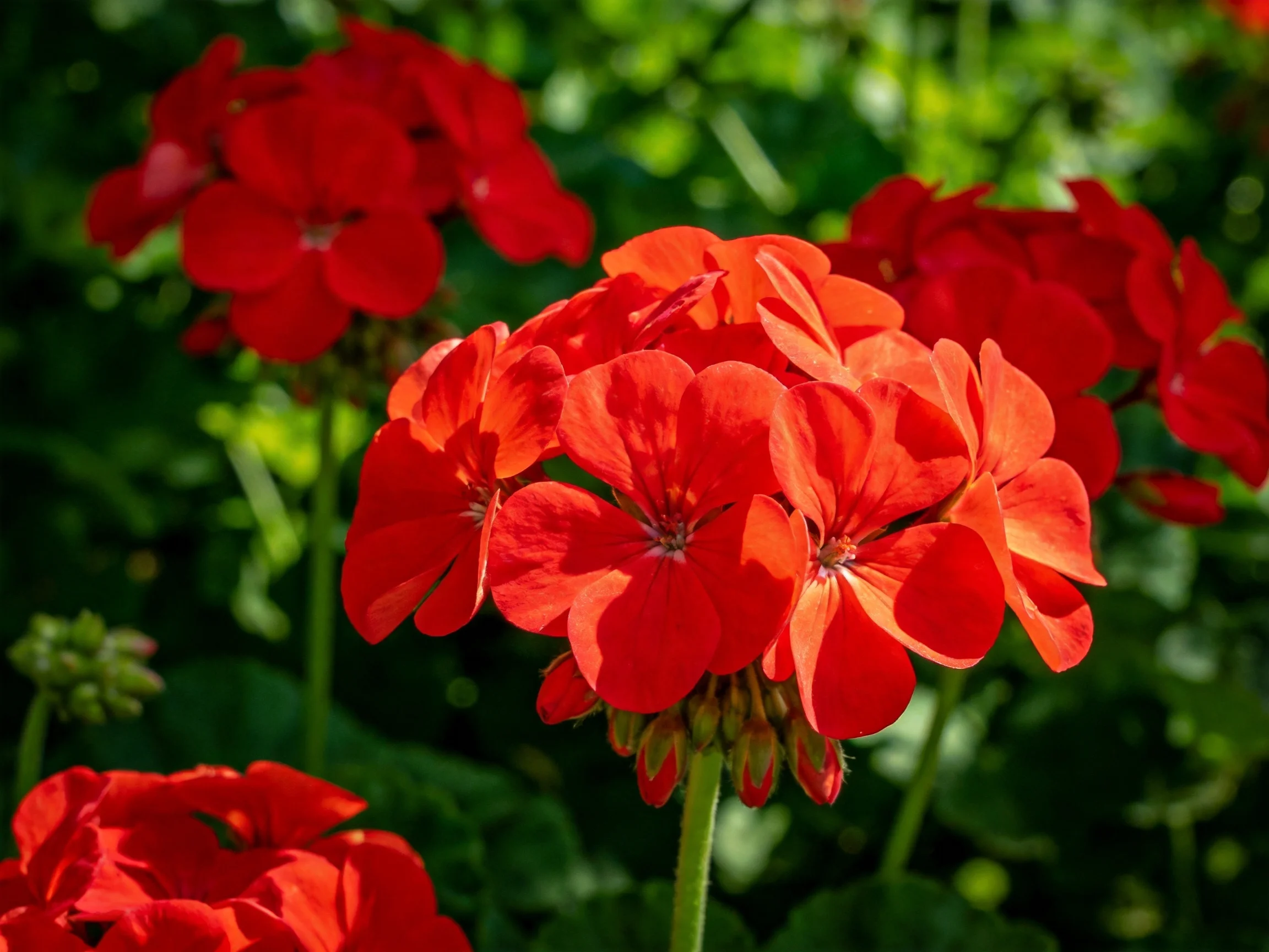 Vibrant red geranium clusters bloom amid lush green foliage