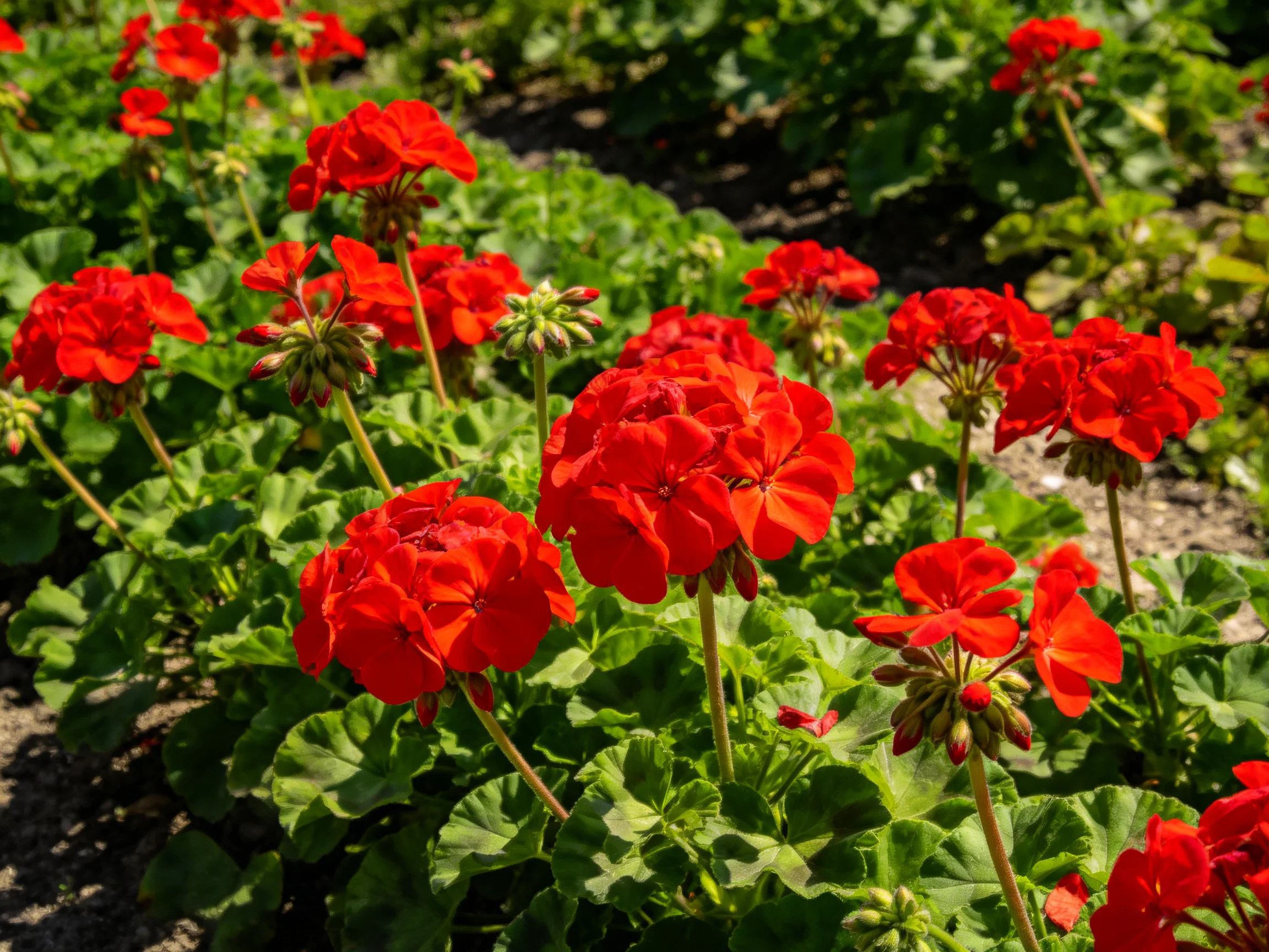Vibrant red geraniums bloom among lush green foliage