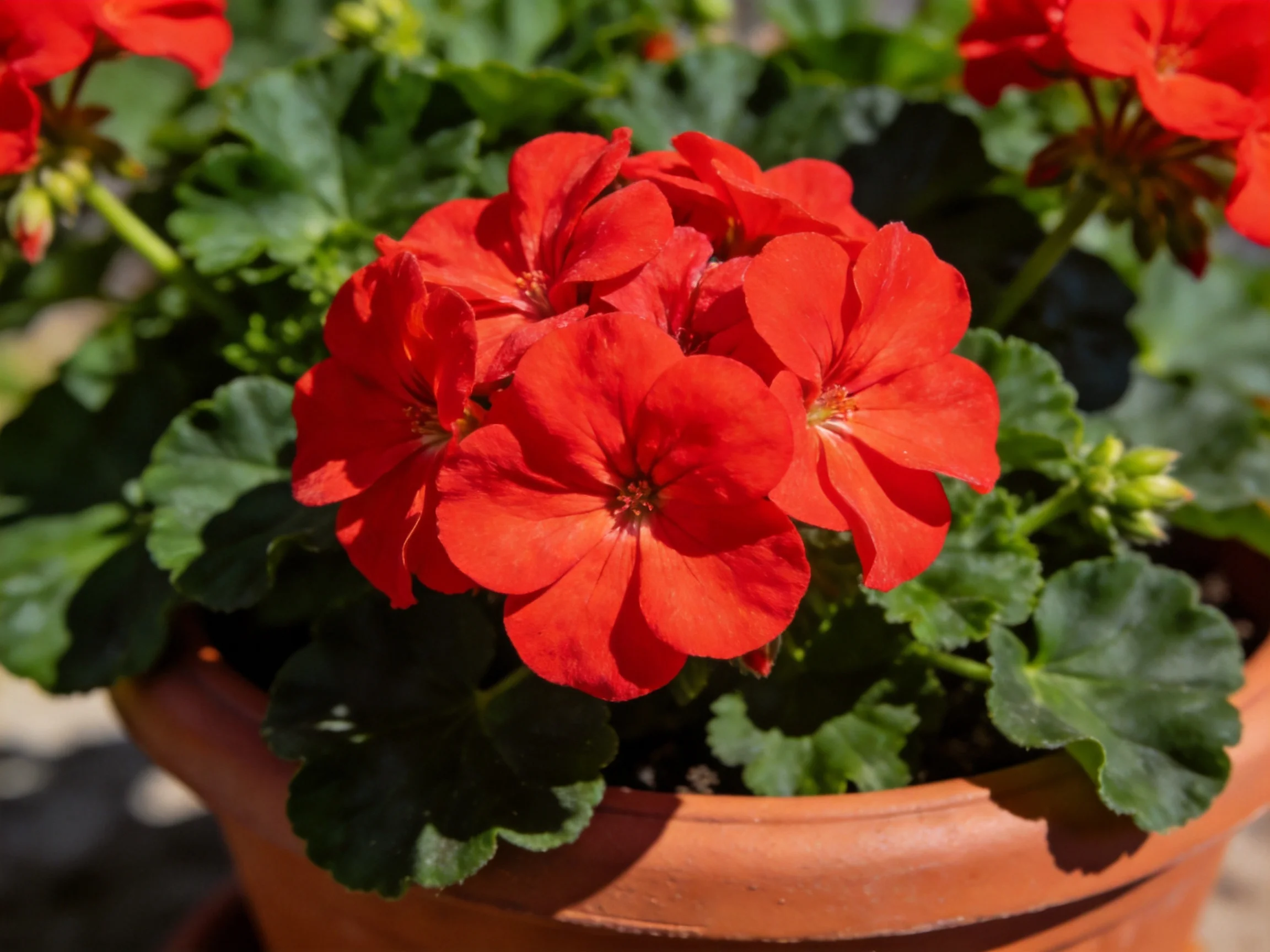 Vibrant red geraniums bloom in a terracotta planter