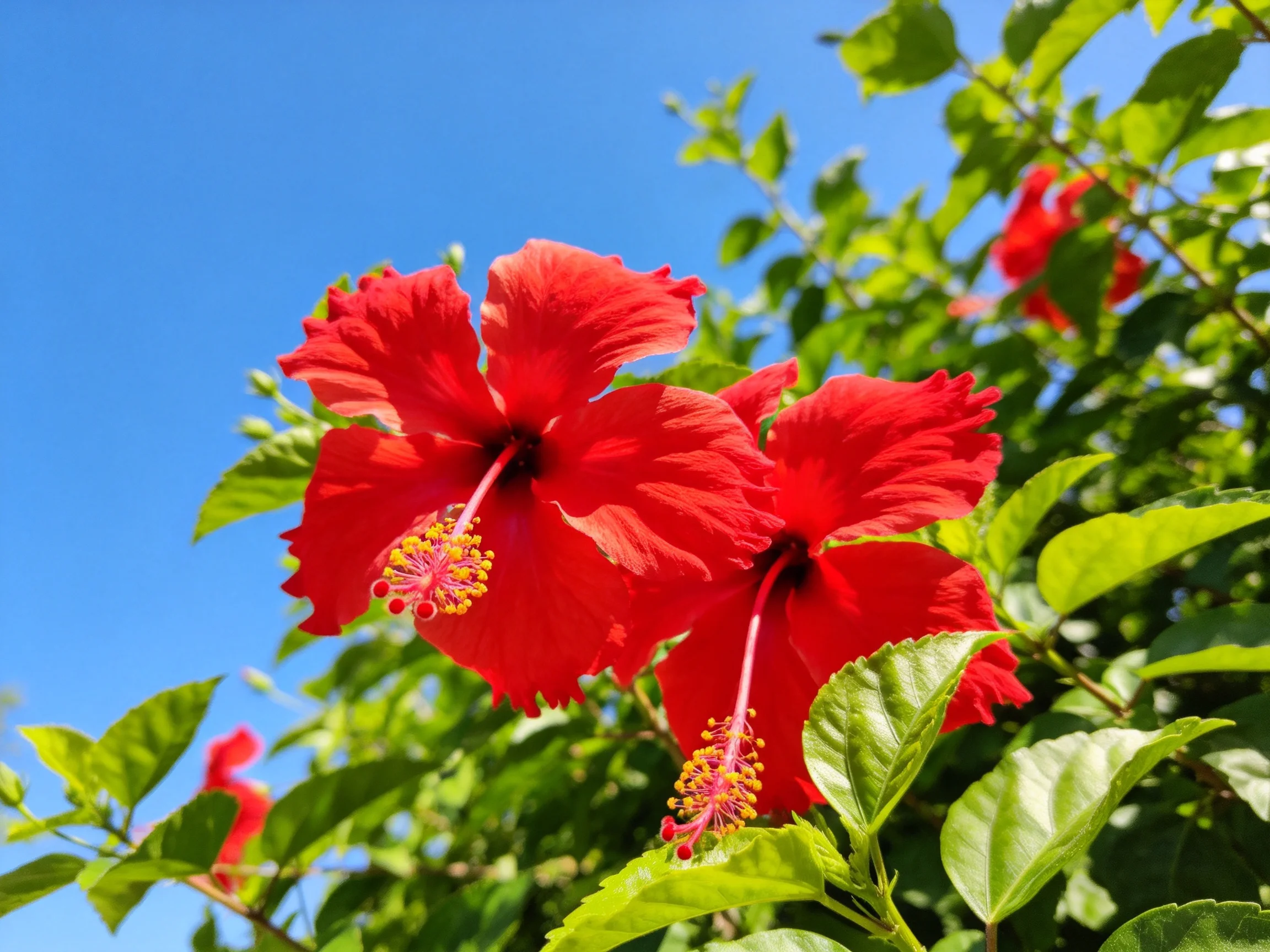 Vibrant red hibiscus blooms against a clear blue sky