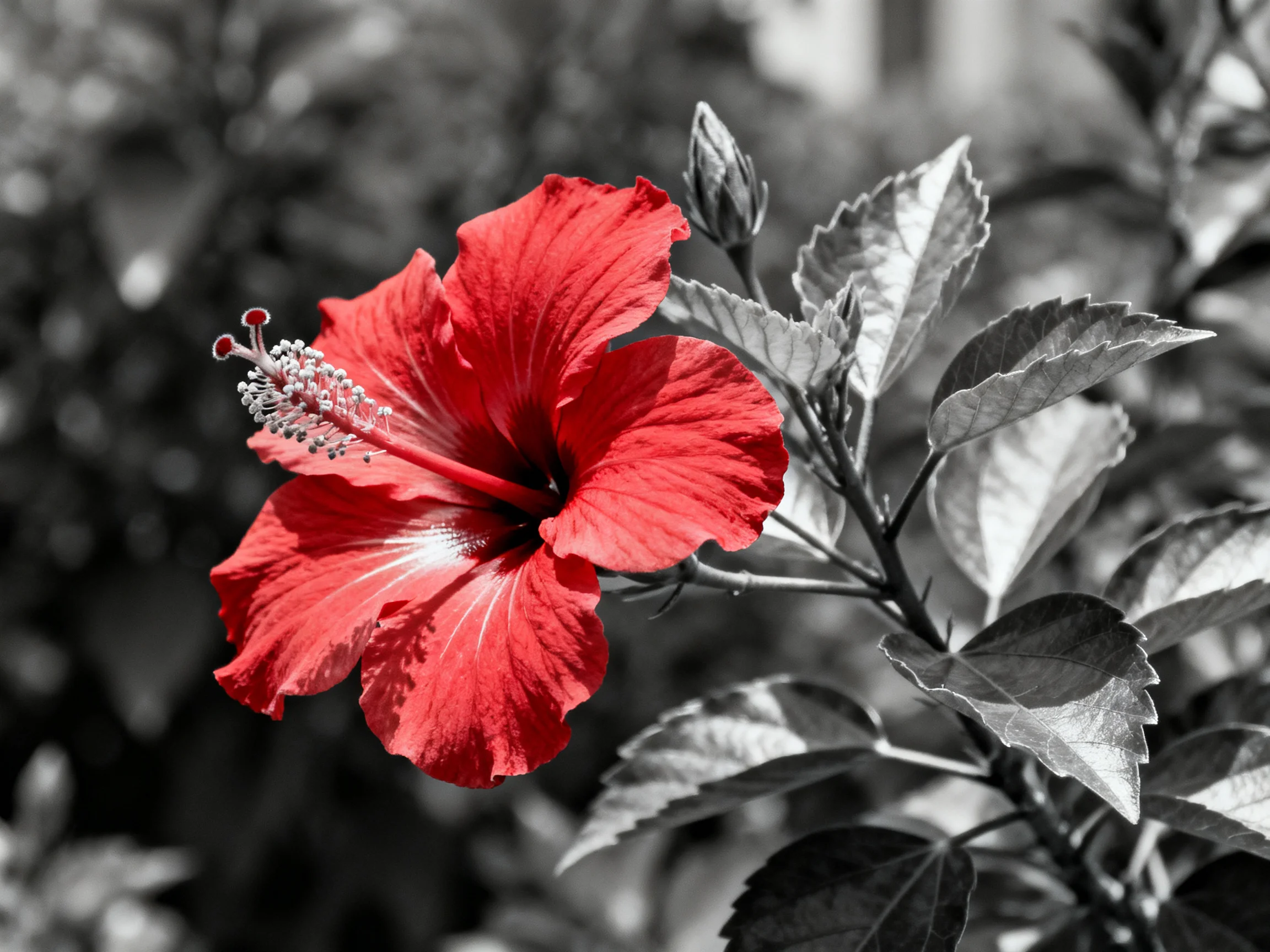Vibrant red hibiscus flower amid monochrome foliage