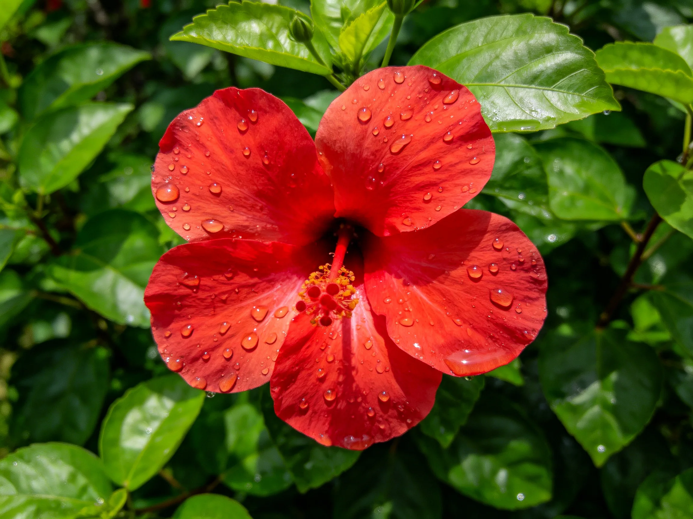 Vibrant red hibiscus flower with dew drops amid lush green foliage