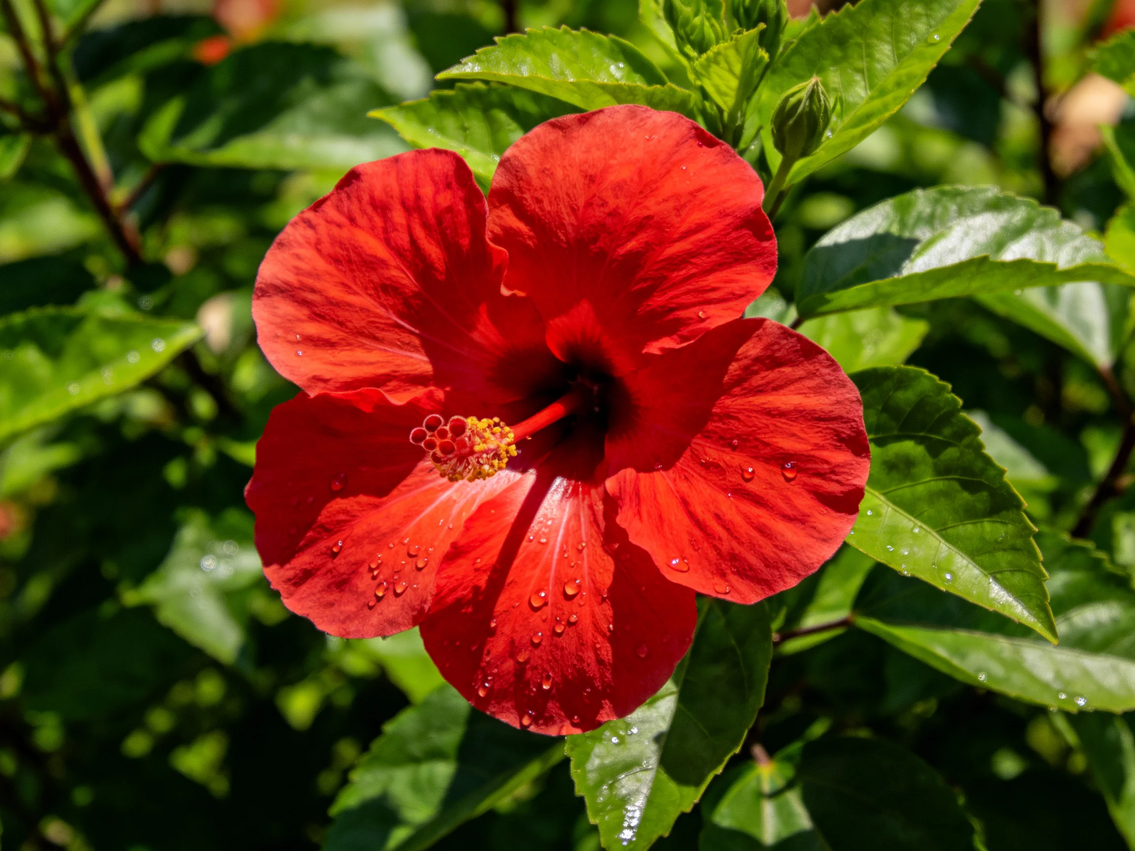 Vibrant red hibiscus flower with dewy petals among lush green foliage