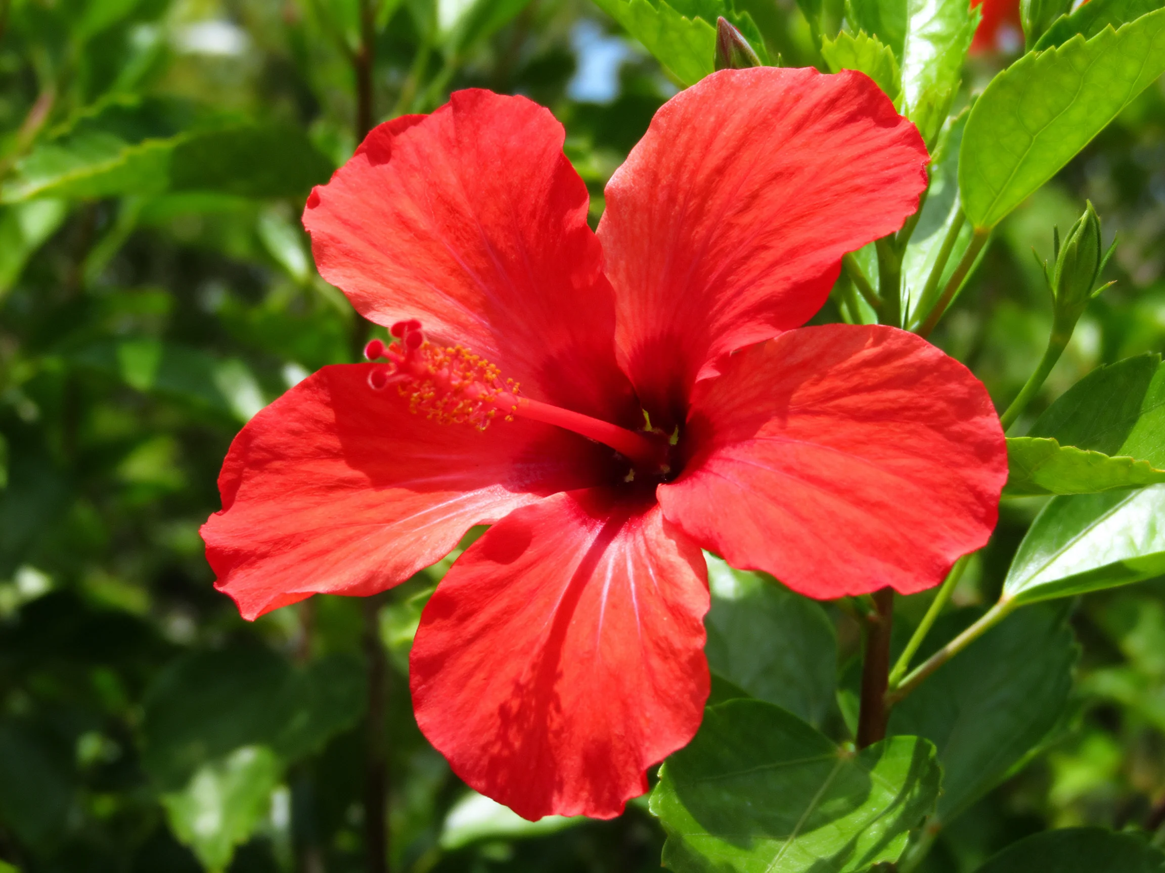 Vibrant red hibiscus flower with lush green foliage