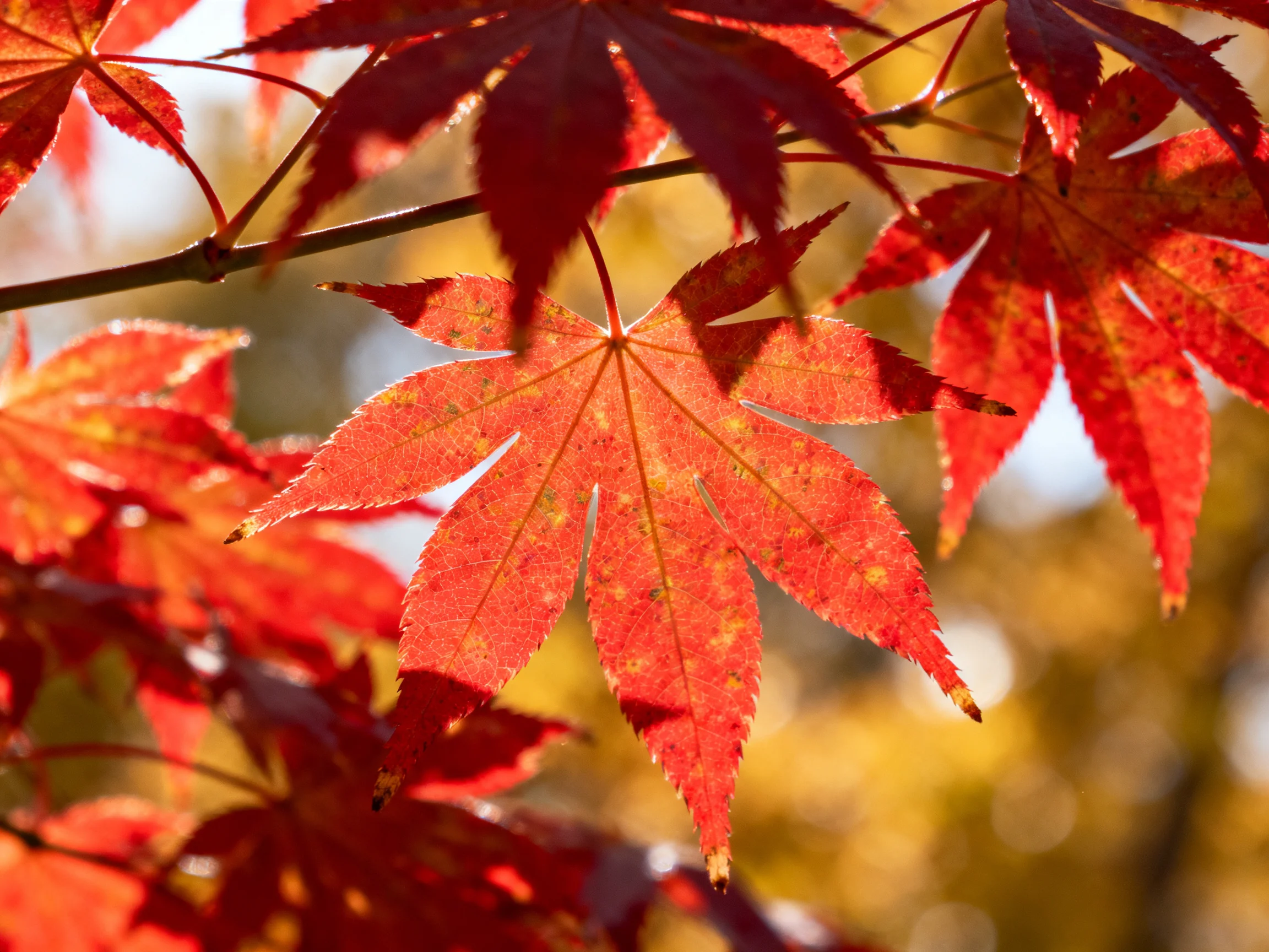 Vibrant red maple leaves glowing in autumn sunlight