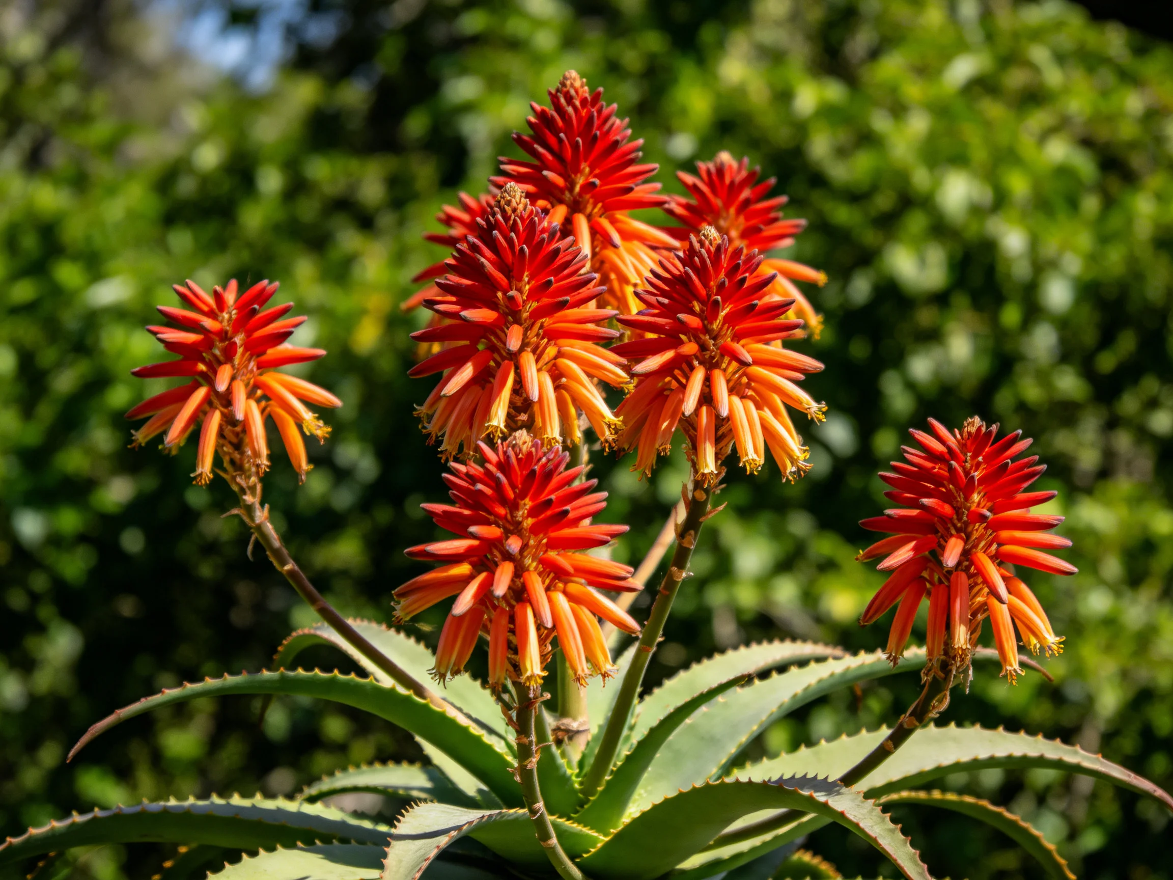 Vibrant red-orange flower clusters bloom from an aloe plant with spiky green leaves