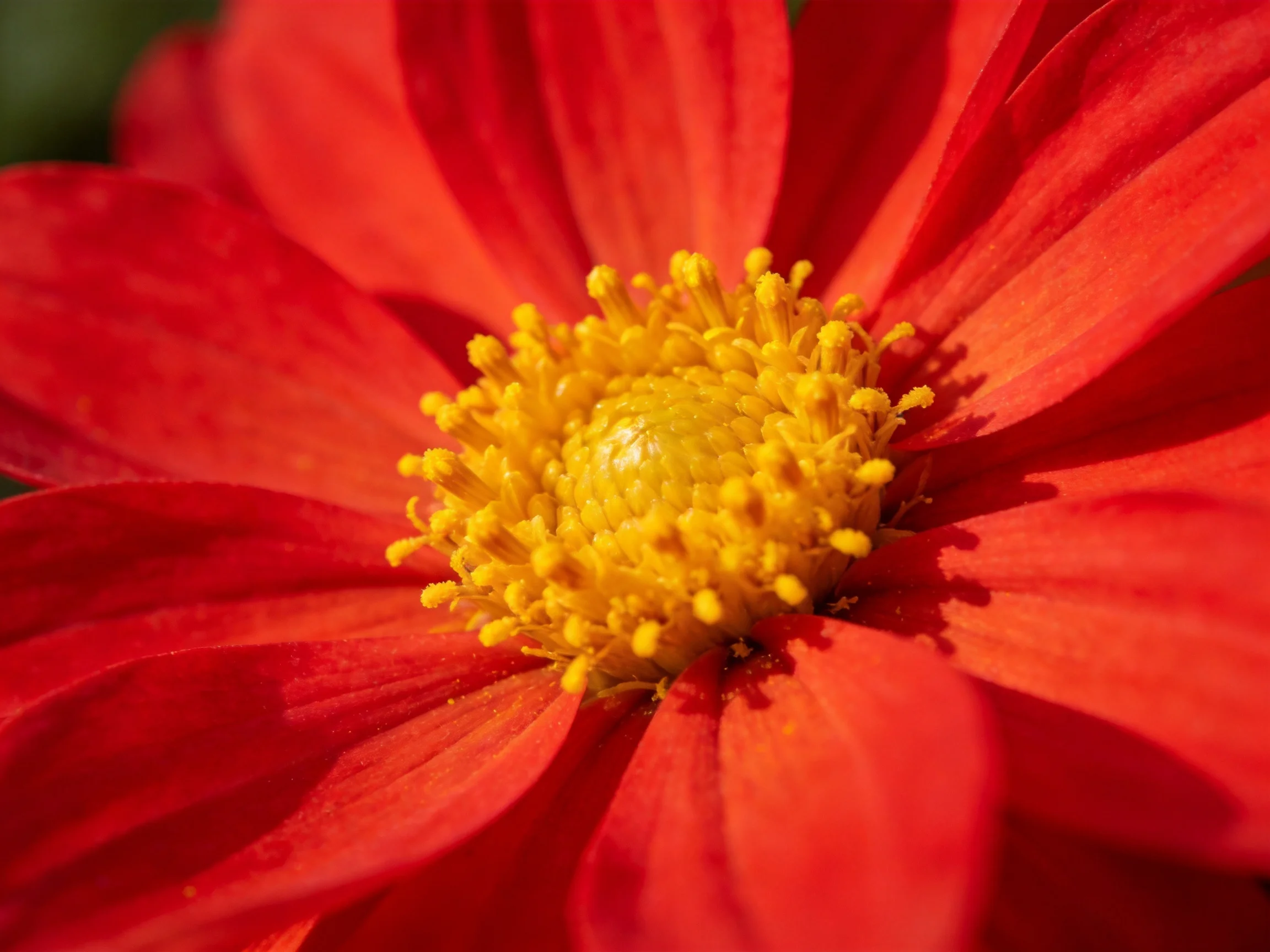 Vibrant red petals encircle a golden - flower core