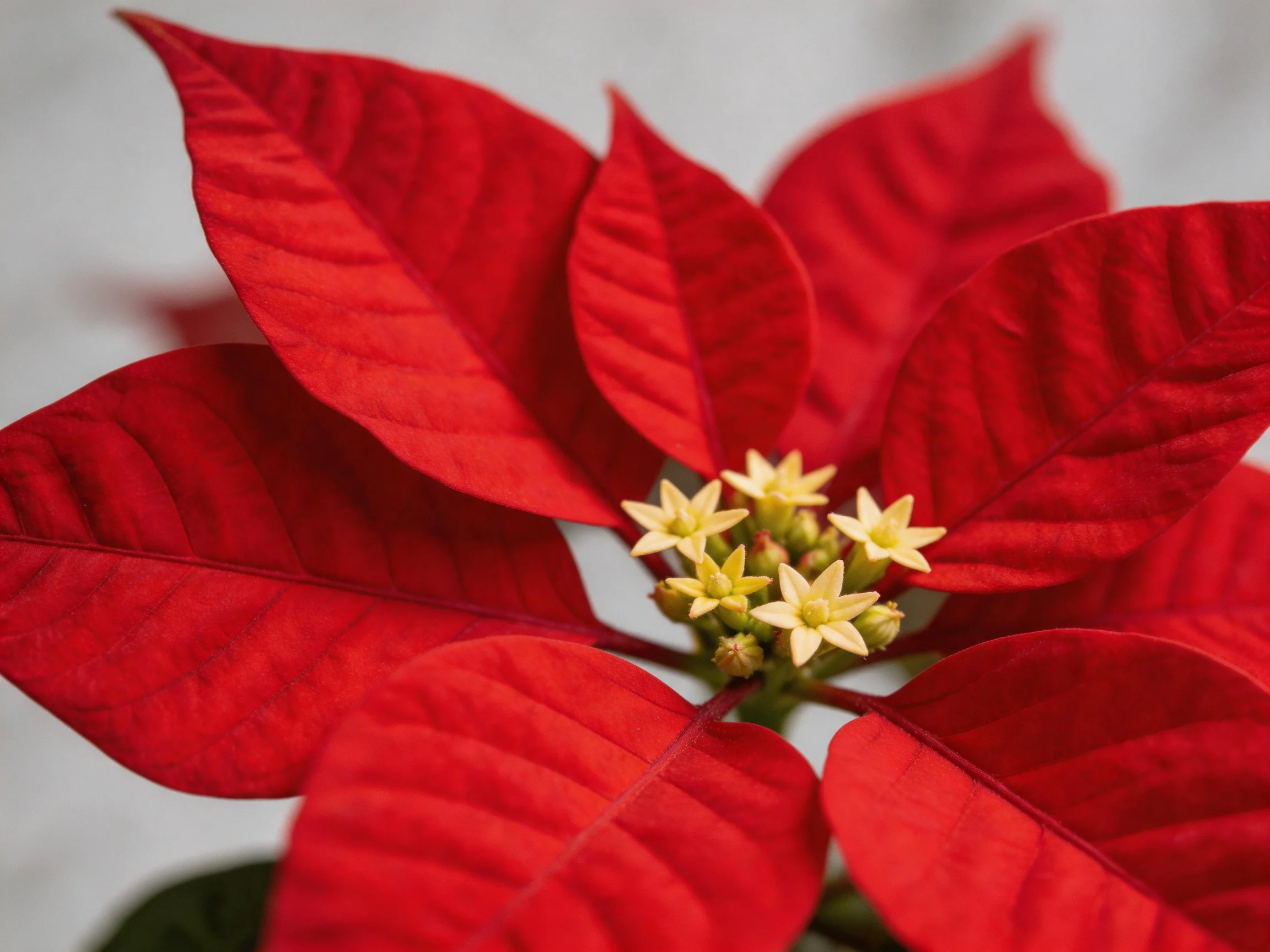 Vibrant red poinsettia with small yellow central flowers