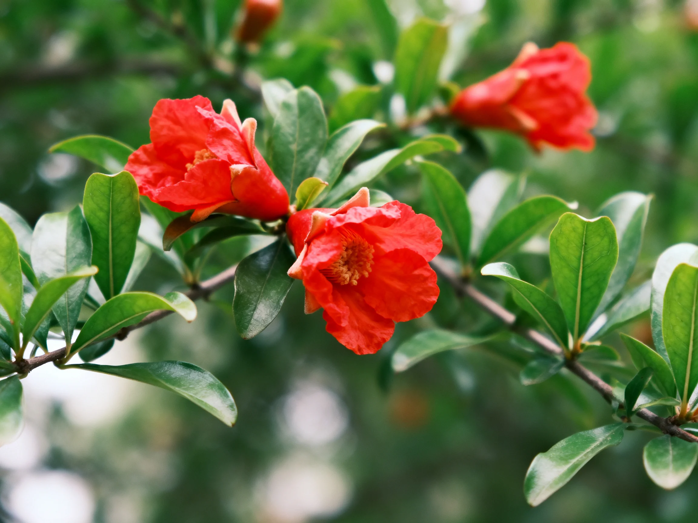 Vibrant red pomegranate blossoms among glossy green foliage