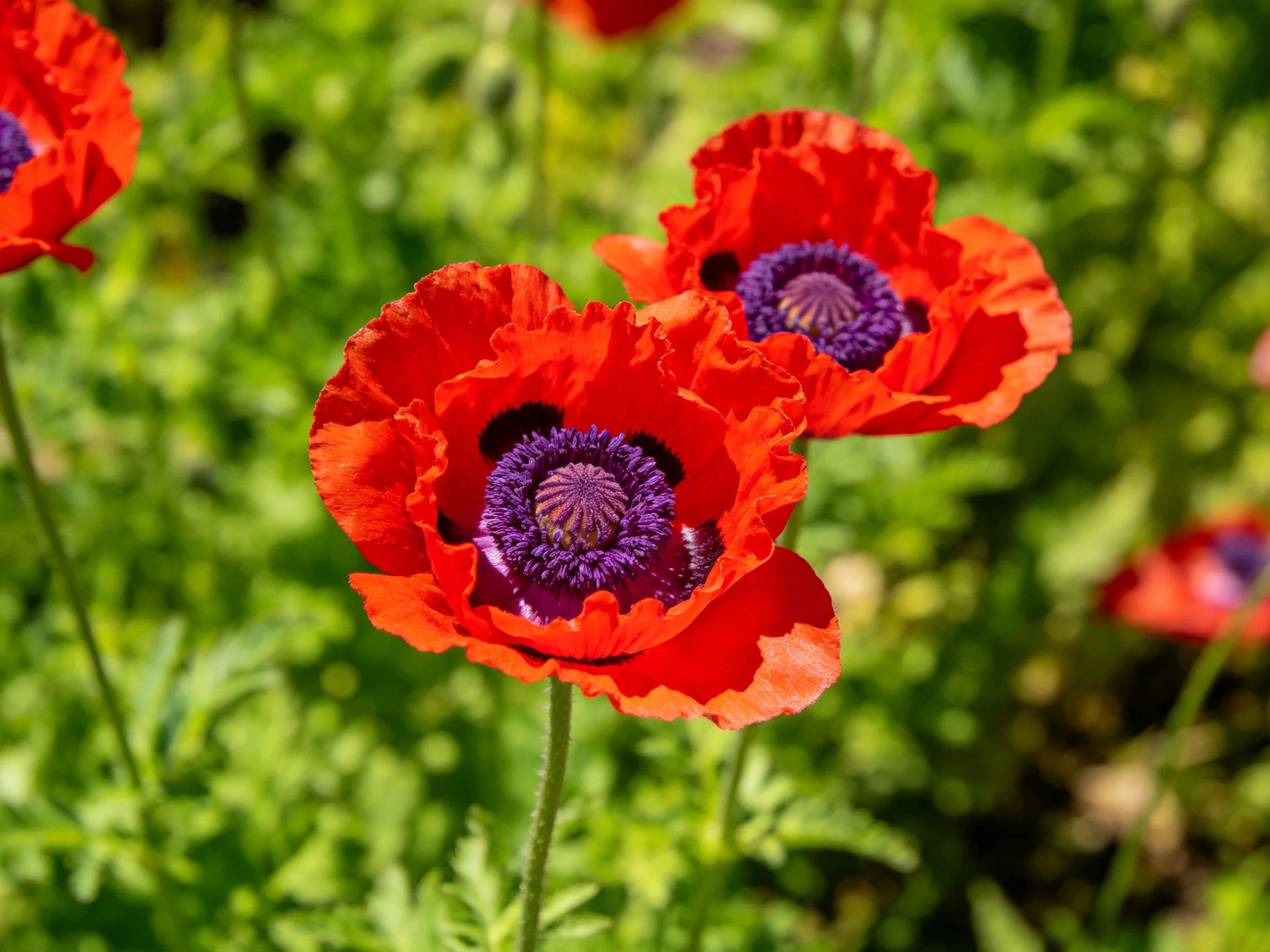 Vibrant red poppies with deep purple centers bloom among green foliage