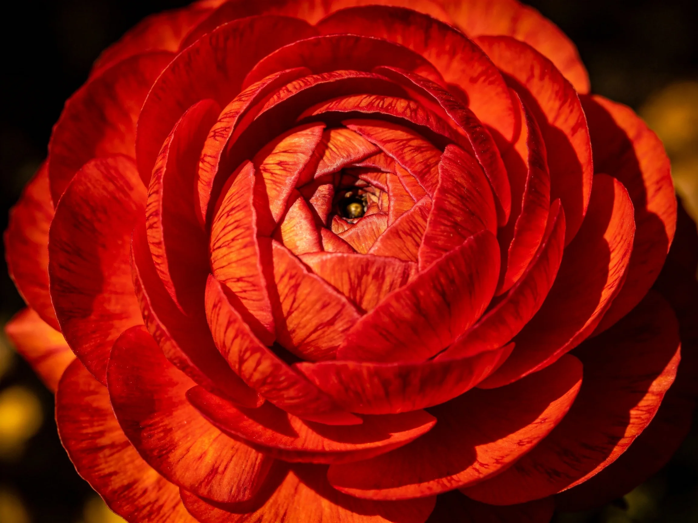 Vibrant red ranunculus flower with layered petals in close - up
