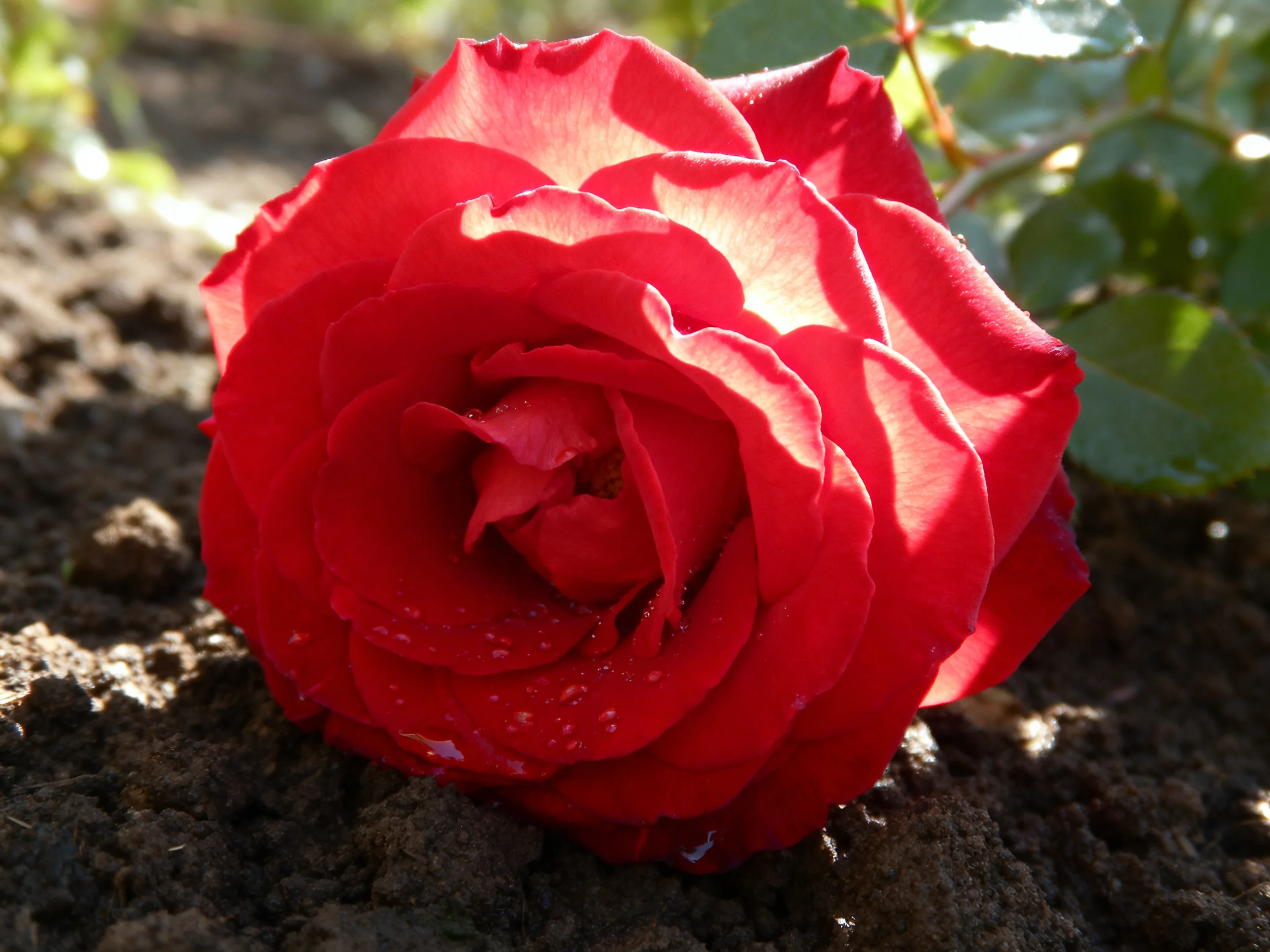 Vibrant red rose blooms atop dark soil with green foliage