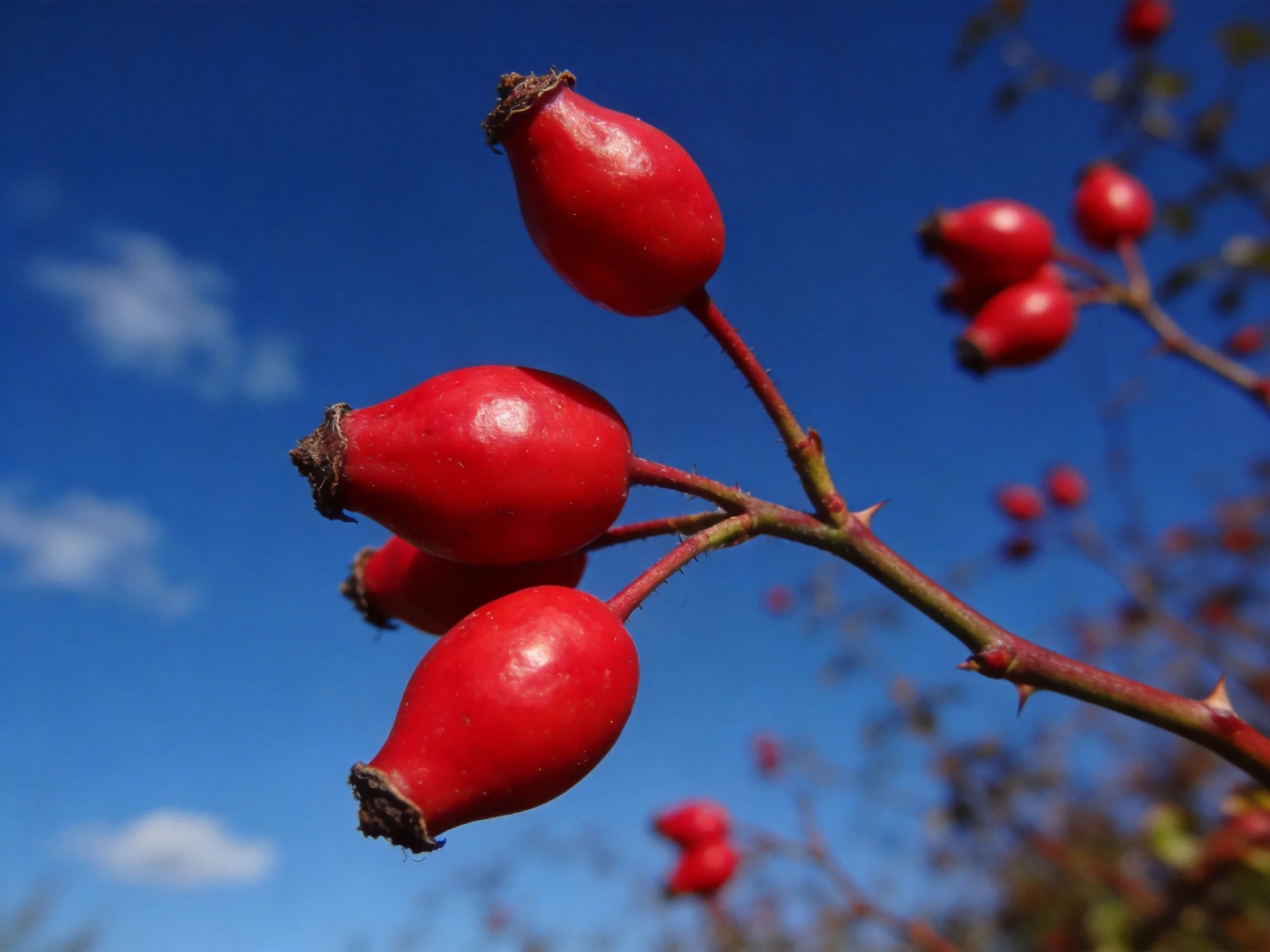 Vibrant red rose hips clustered against a clear blue sky