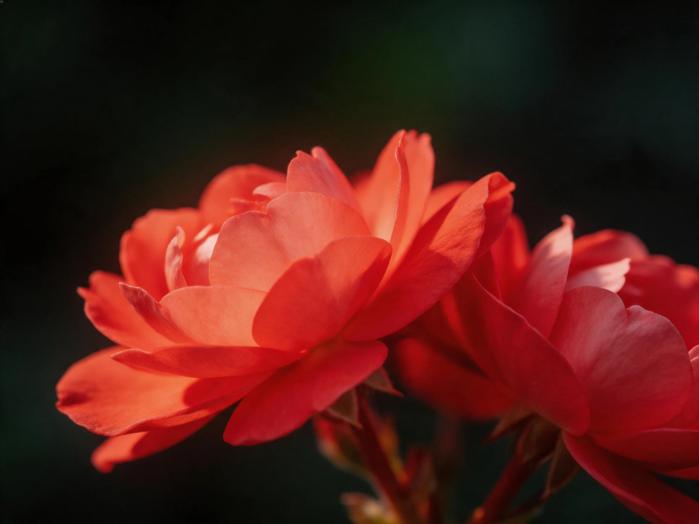 Vibrant red roses display layered petals amid a dark backdrop