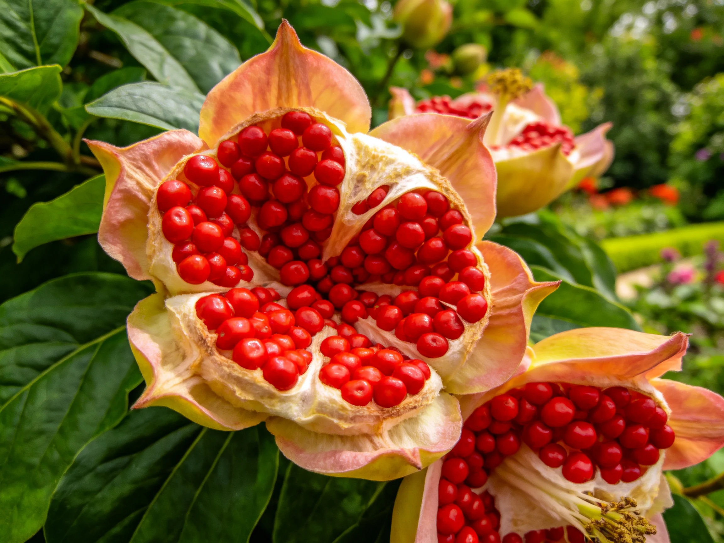 Vibrant red seed clusters within open pinkish-yellow flower petals
