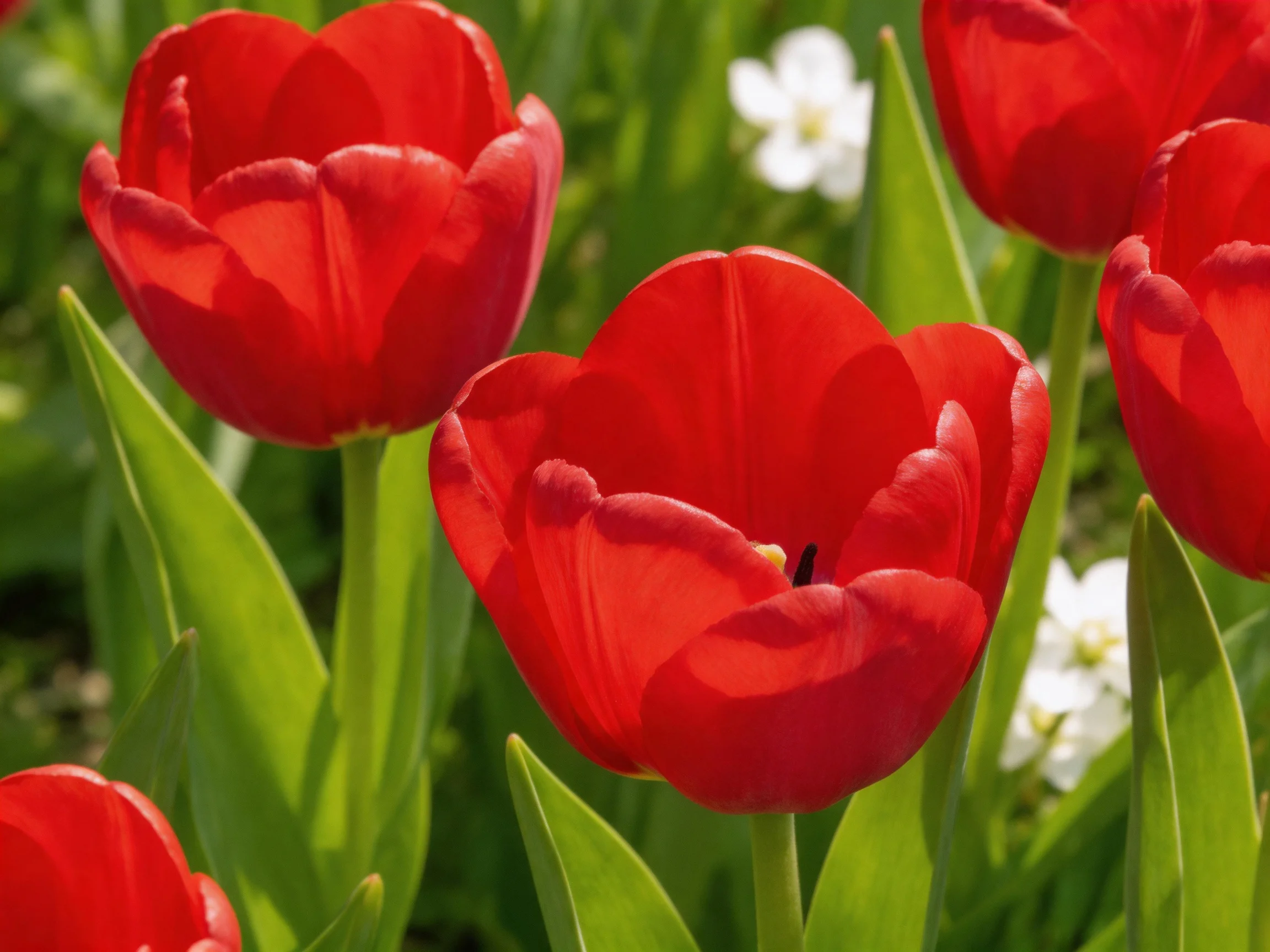 Vibrant red tulips bloom among lush green foliage with small white flowers
