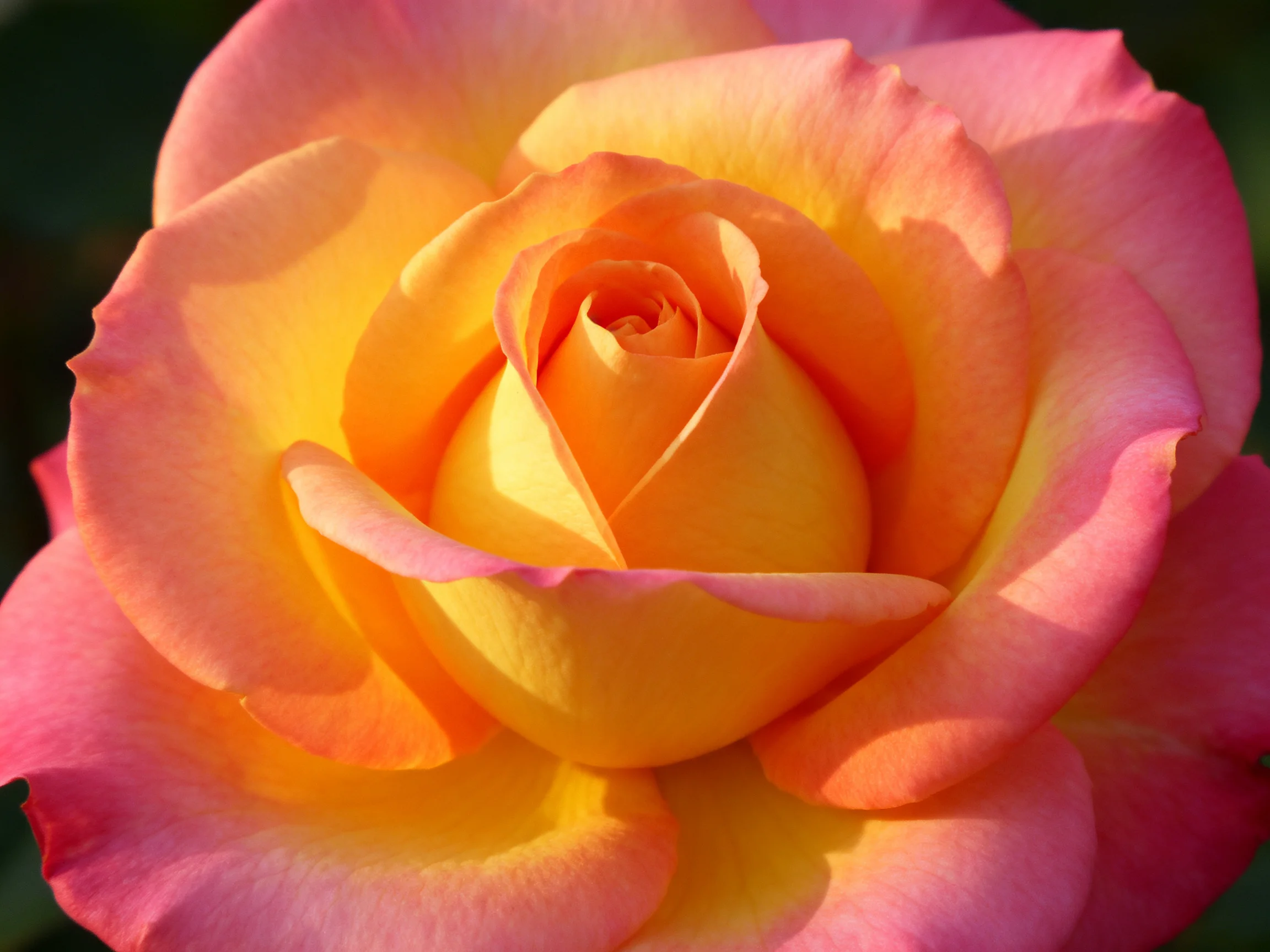 Vibrant rose with pink and golden-yellow petals in full bloom