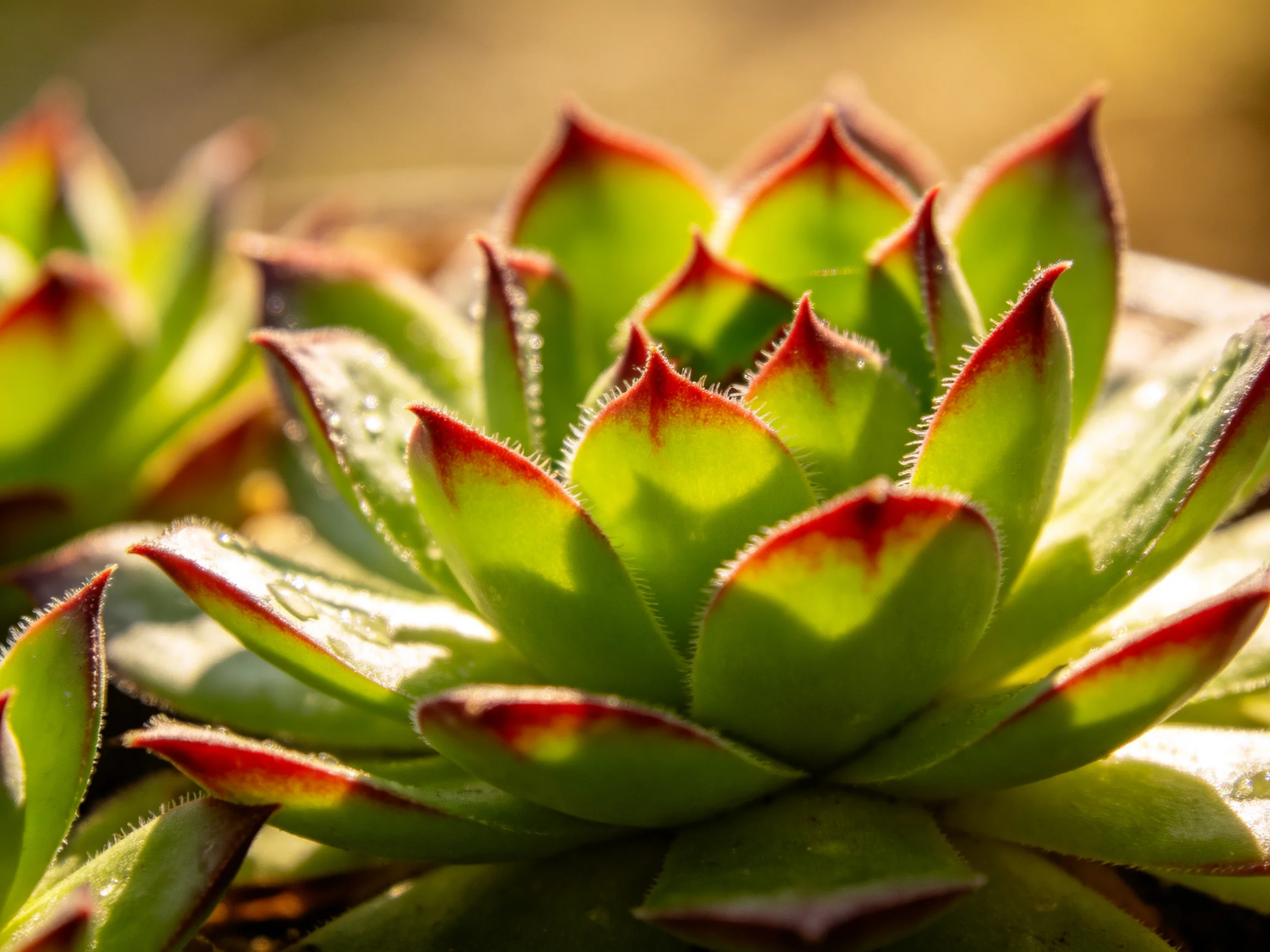Vibrant succulents with red-tipped green leaves in soft natural light