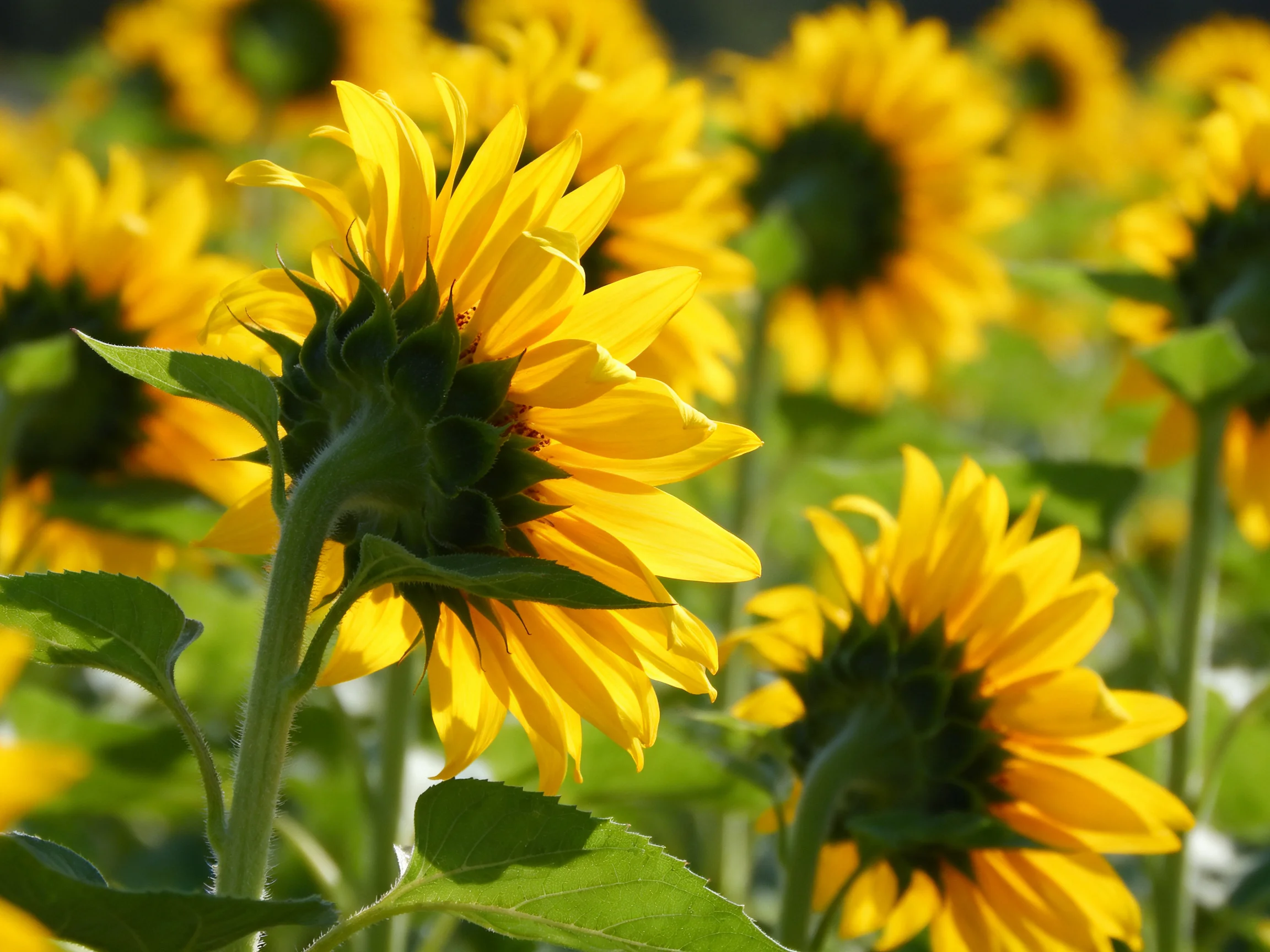 Vibrant sunflower field with golden blooms and lush greenery