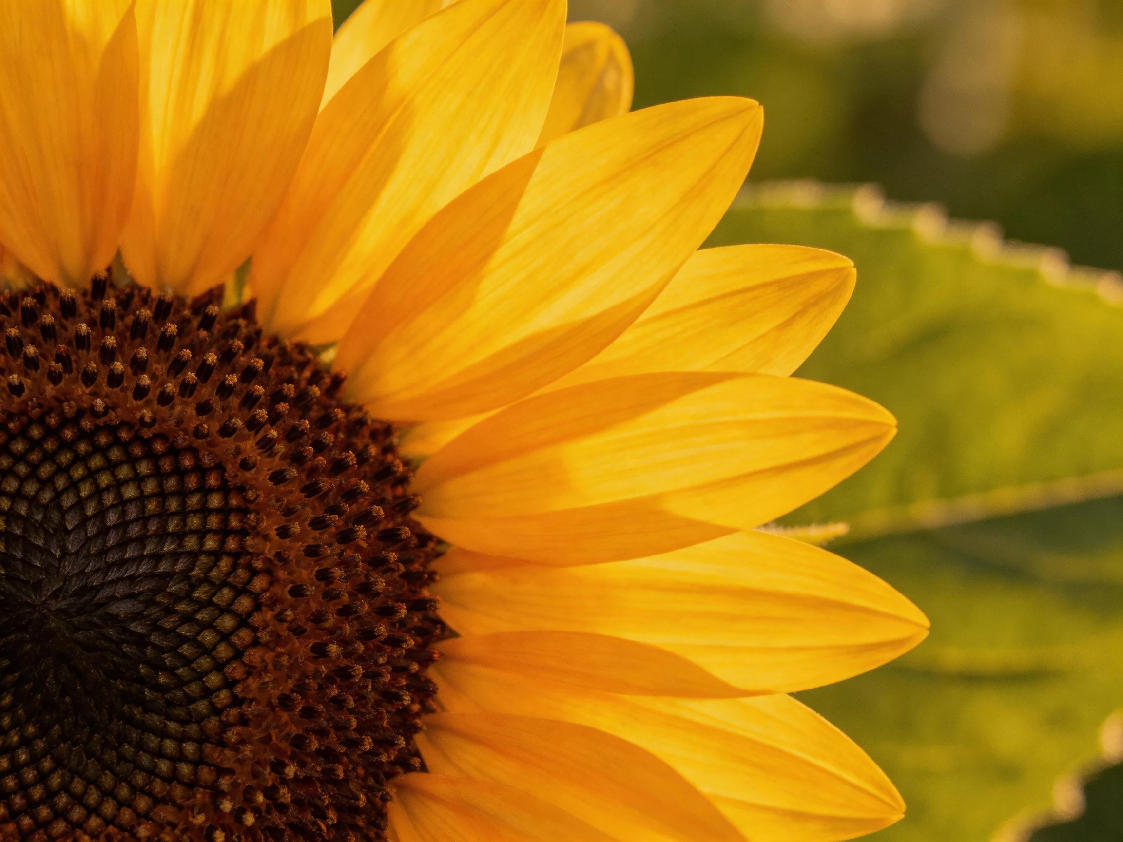 Vibrant sunflower with bright yellow petals and textured brown center