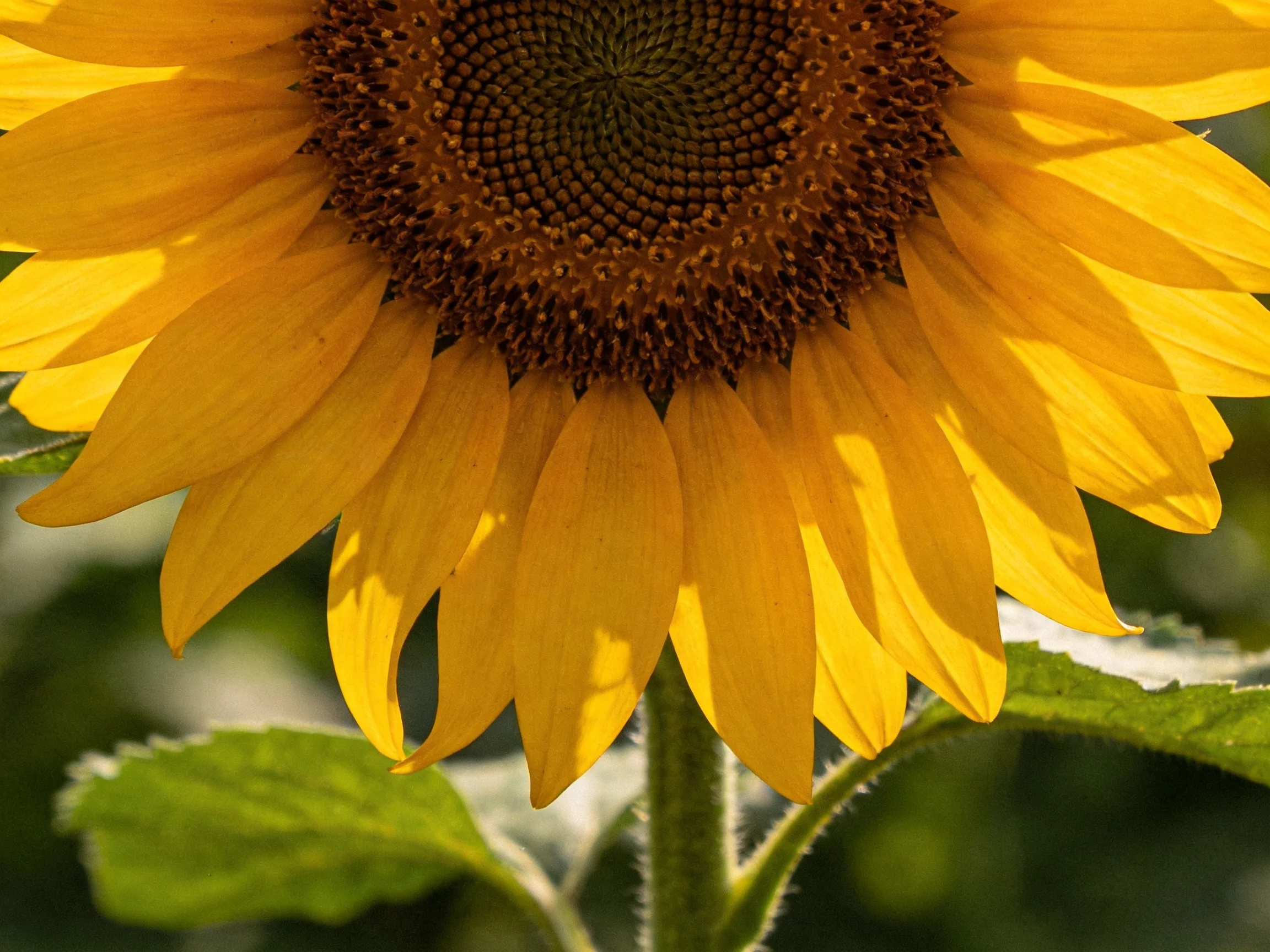 Vibrant sunflower with golden petals and brown center