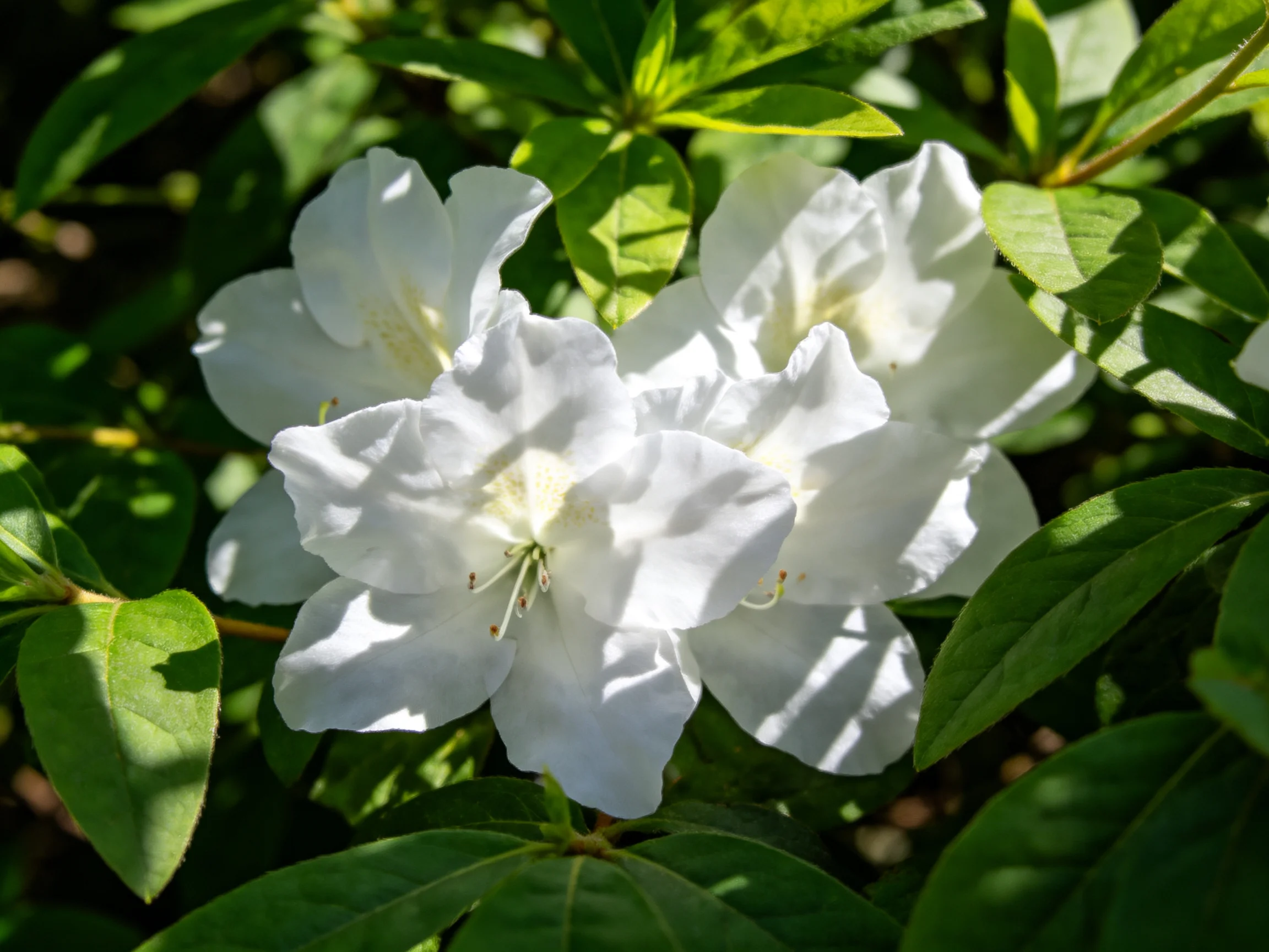 Vibrant white azalea flowers nestled among dense green foliage
