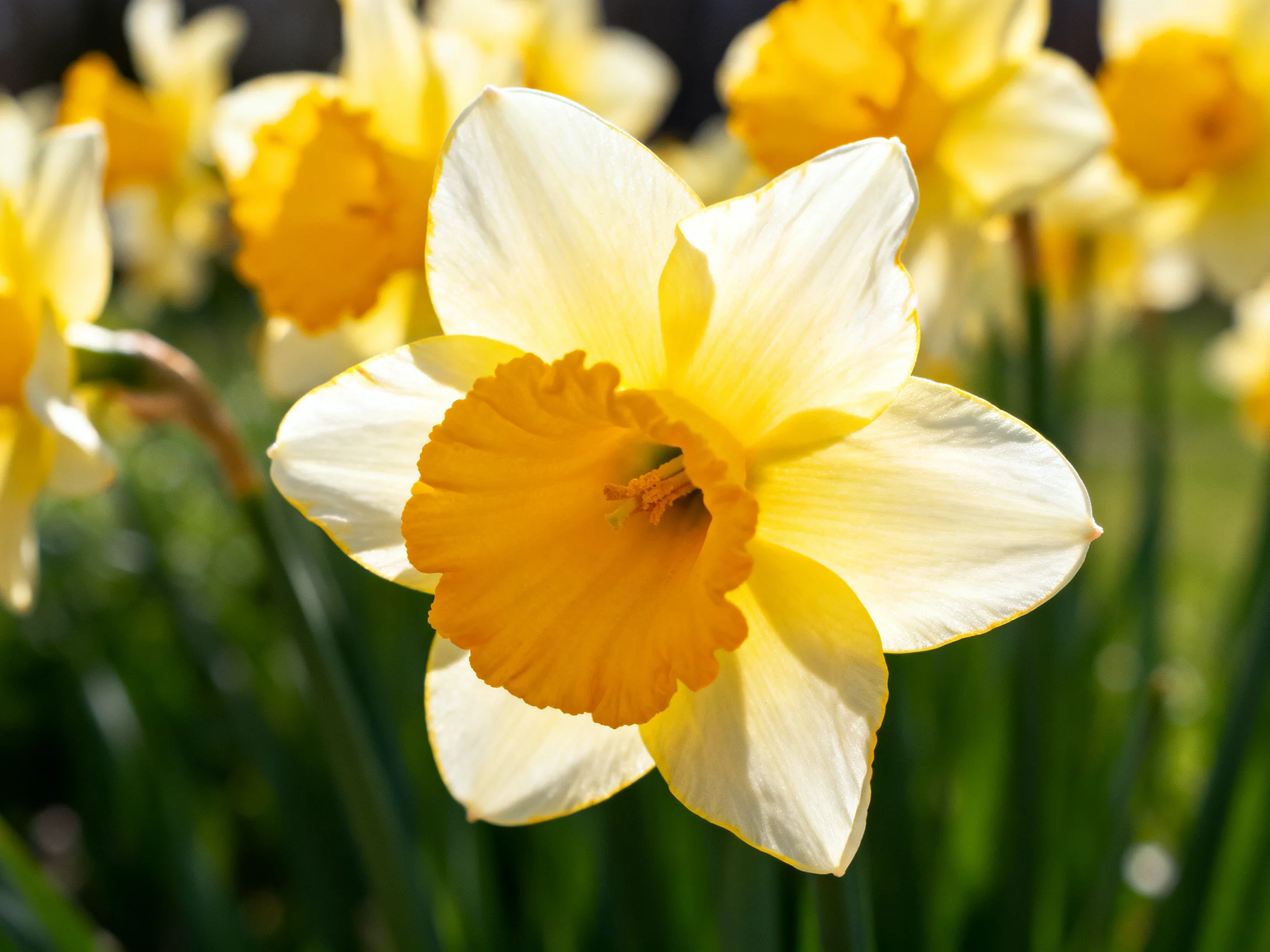 Vibrant yellow and white daffodils bloom in a sunlit garden