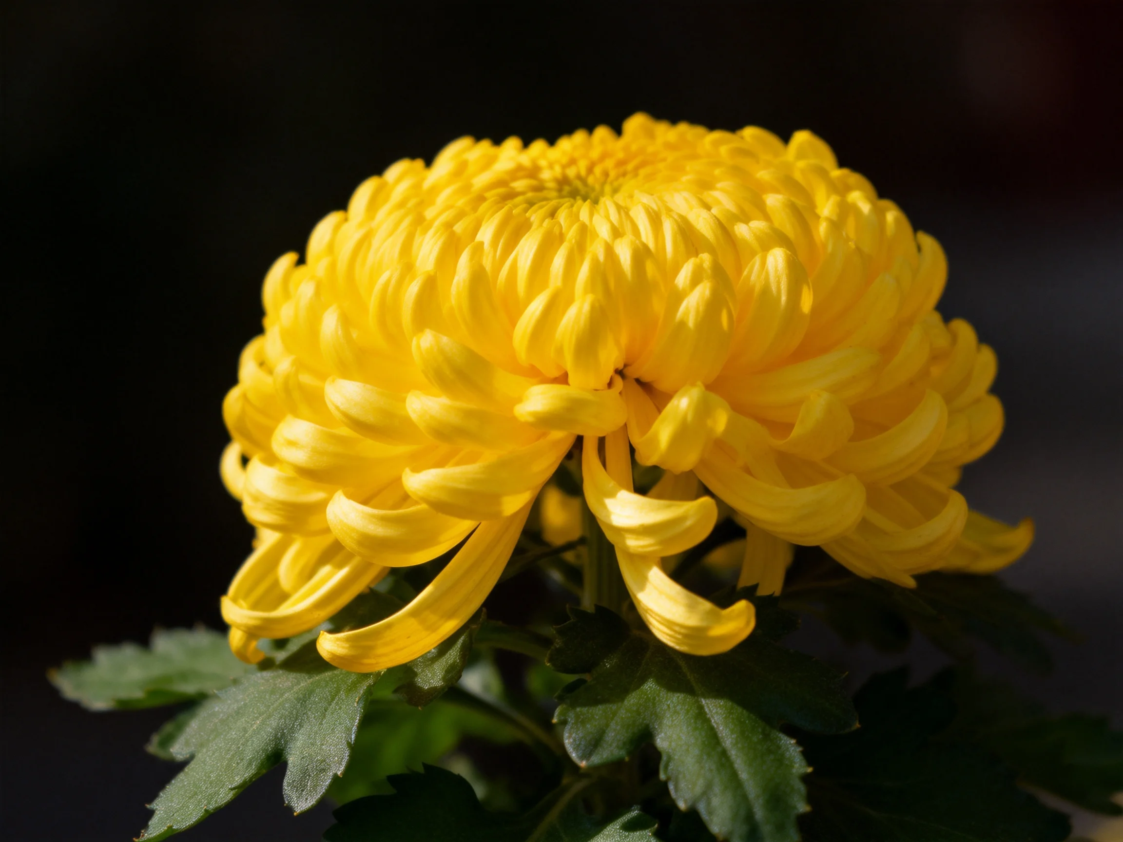 Vibrant yellow chrysanthemum with dense, curled petals and green foliage